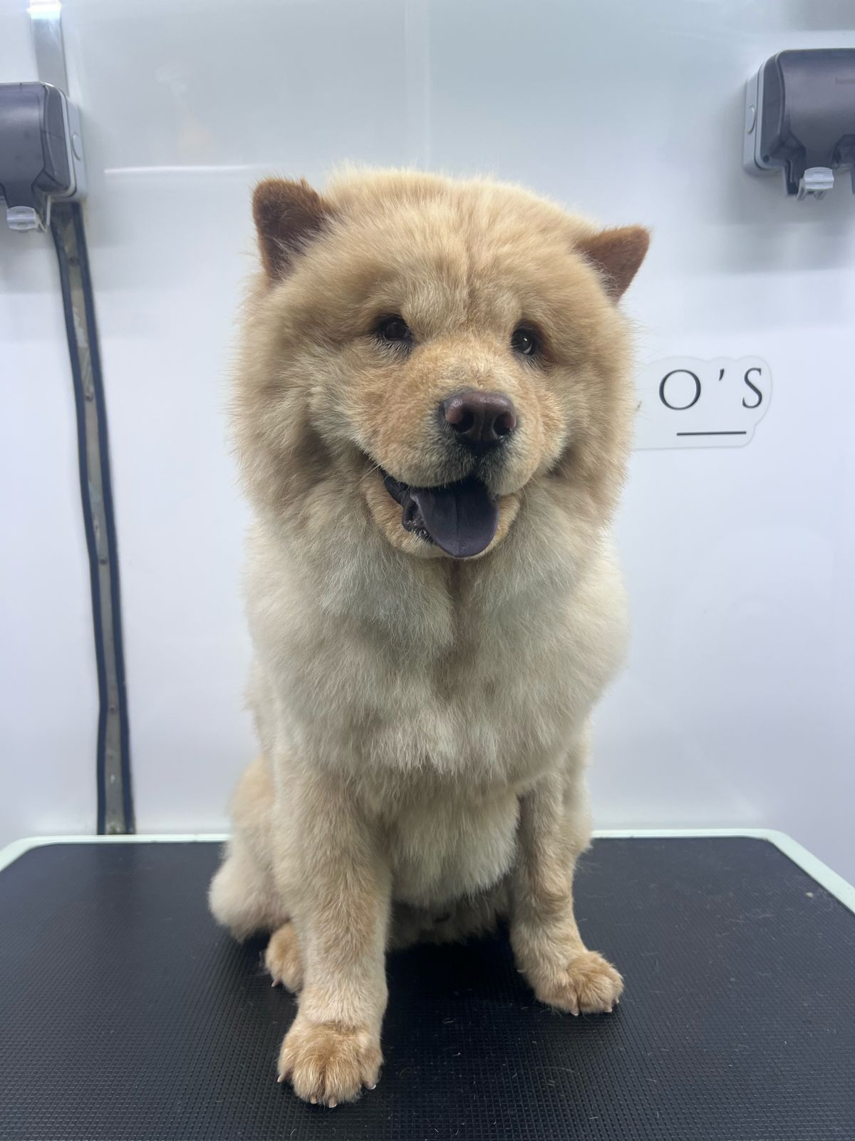 Piccolos Mobile Grooming Pet Boutique 2