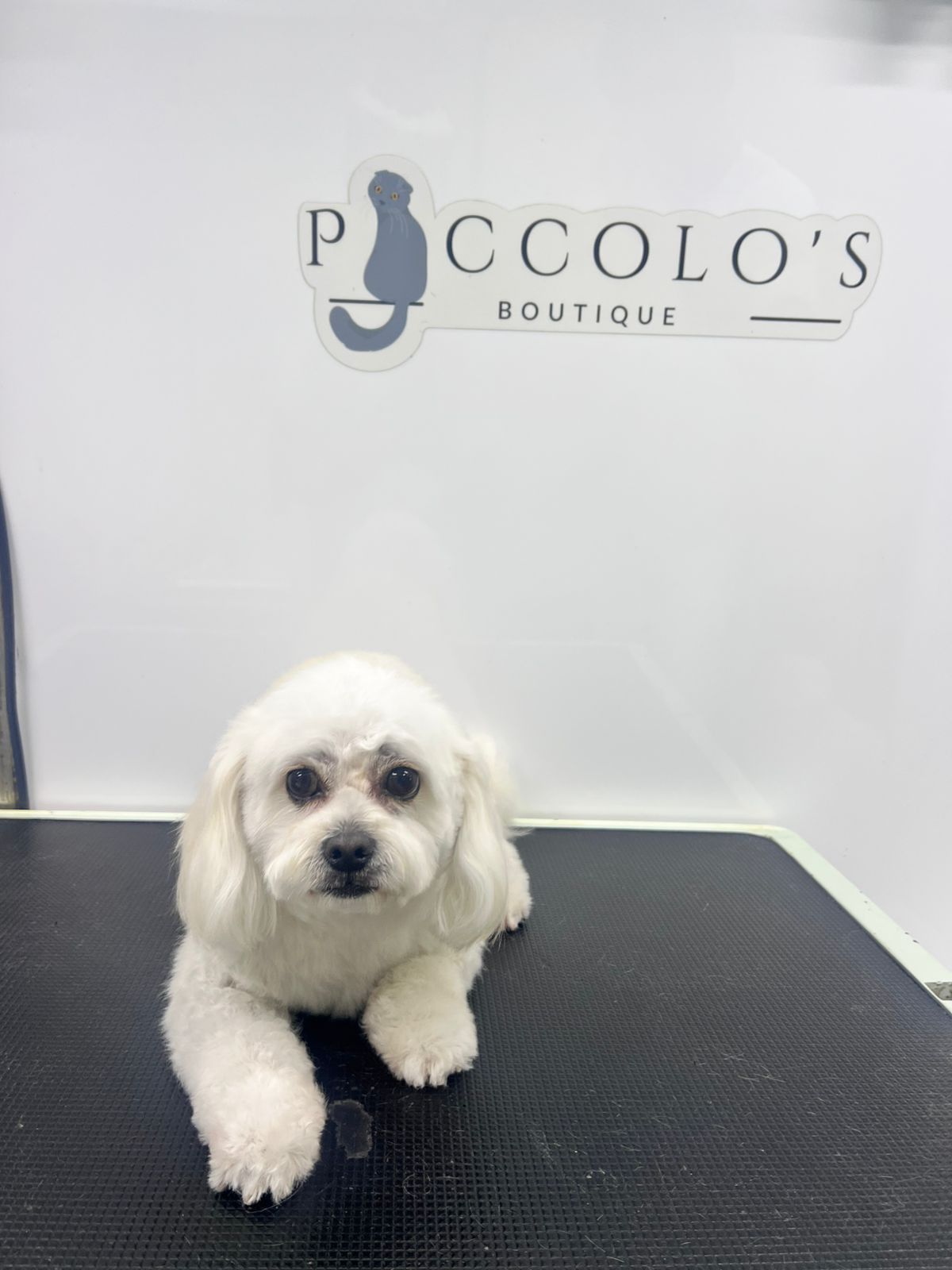 Piccolos Mobile Grooming Pet Boutique 3