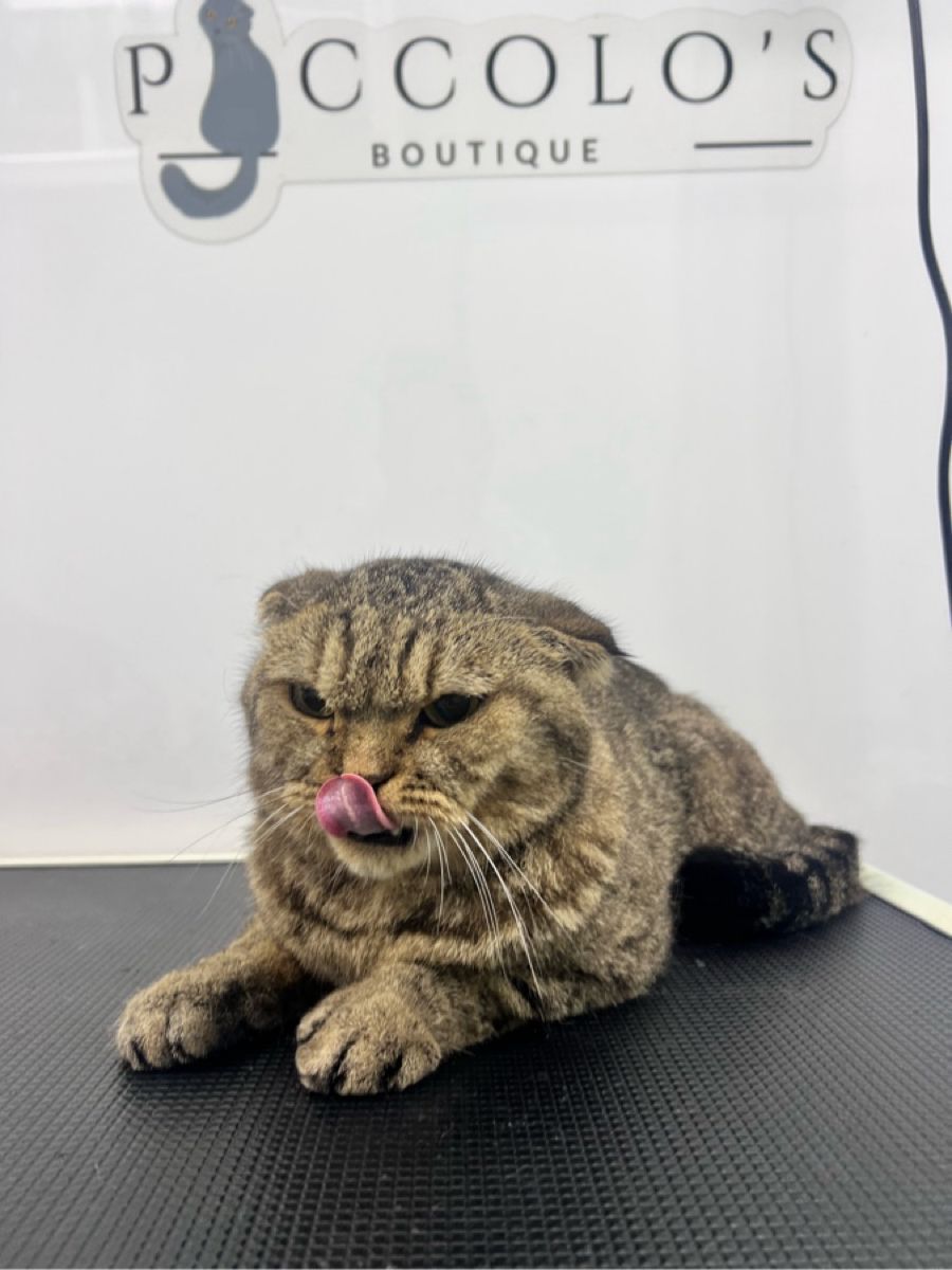 Piccolos Mobile Grooming Pet Boutique 4
