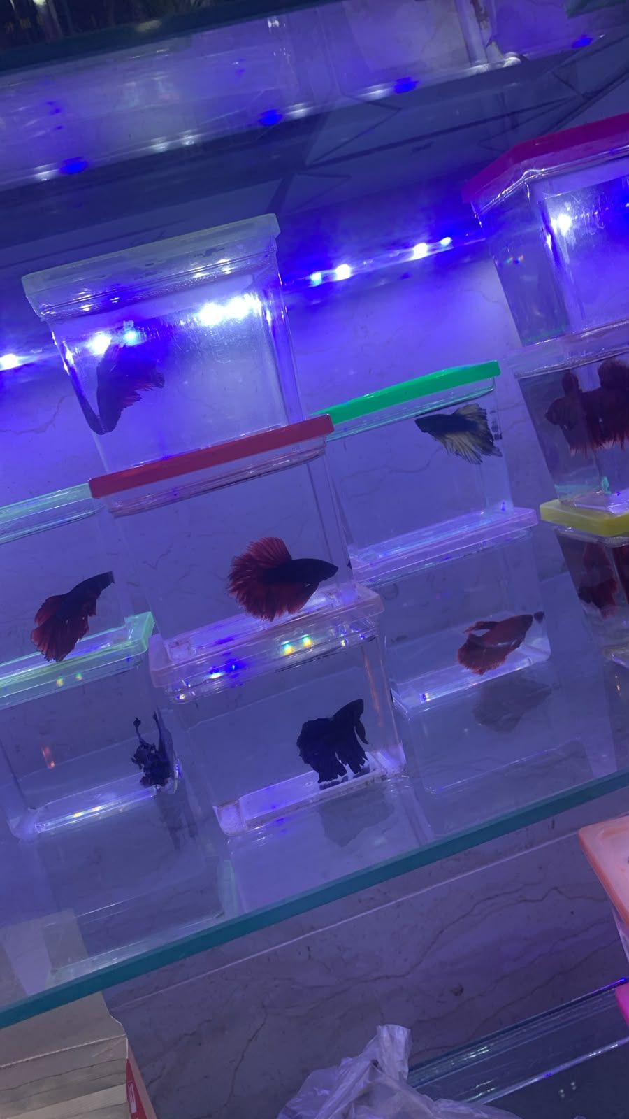 Al Hadiqah Al Maeyah Ornamental Fish Trading 2