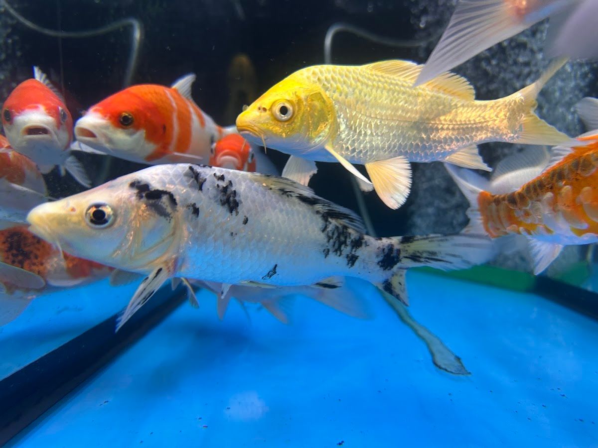 Al Hadiqah Al Maeyah Ornamental Fish Trading 3