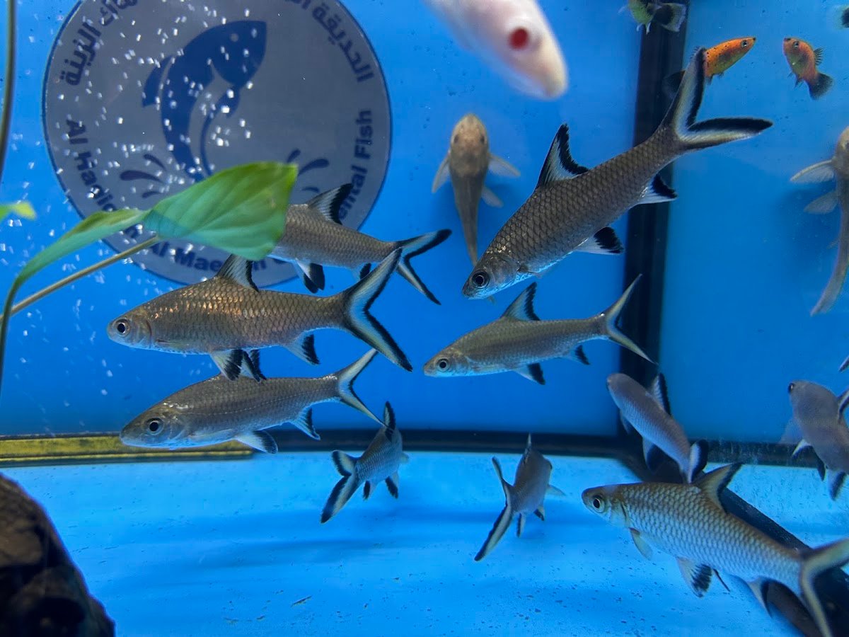 Al Hadiqah Al Maeyah Ornamental Fish Trading photo 4