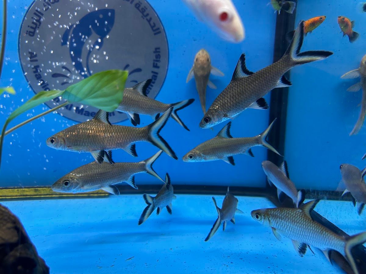 Al Hadiqah Al Maeyah Ornamental Fish Trading 4