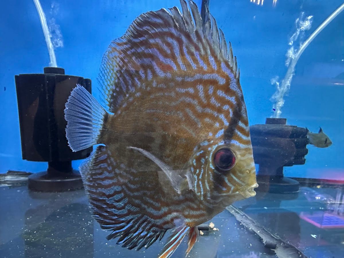 Al Hadiqah Al Maeyah Ornamental Fish Trading 5