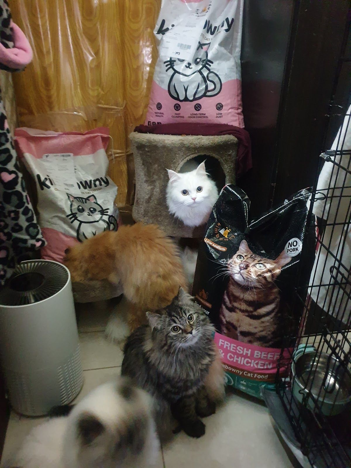 Kimbowny Pet Store 5