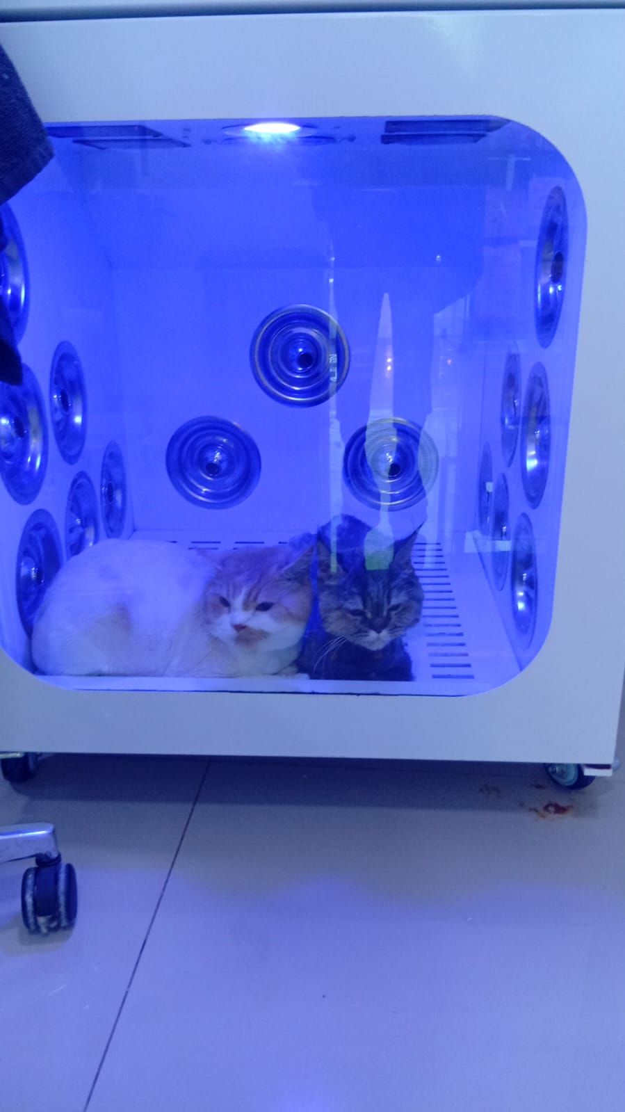 Kittys zone 2