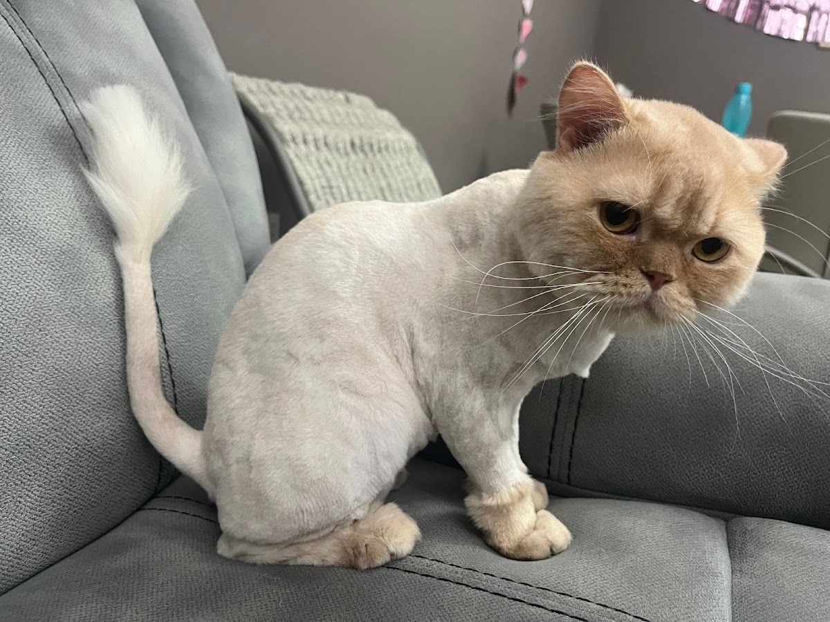Kittys zone 4