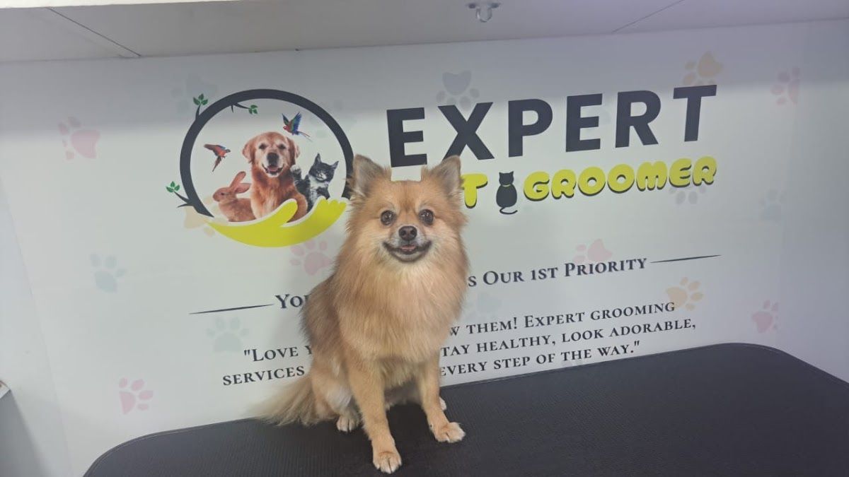 Expert Pet Groomer 4