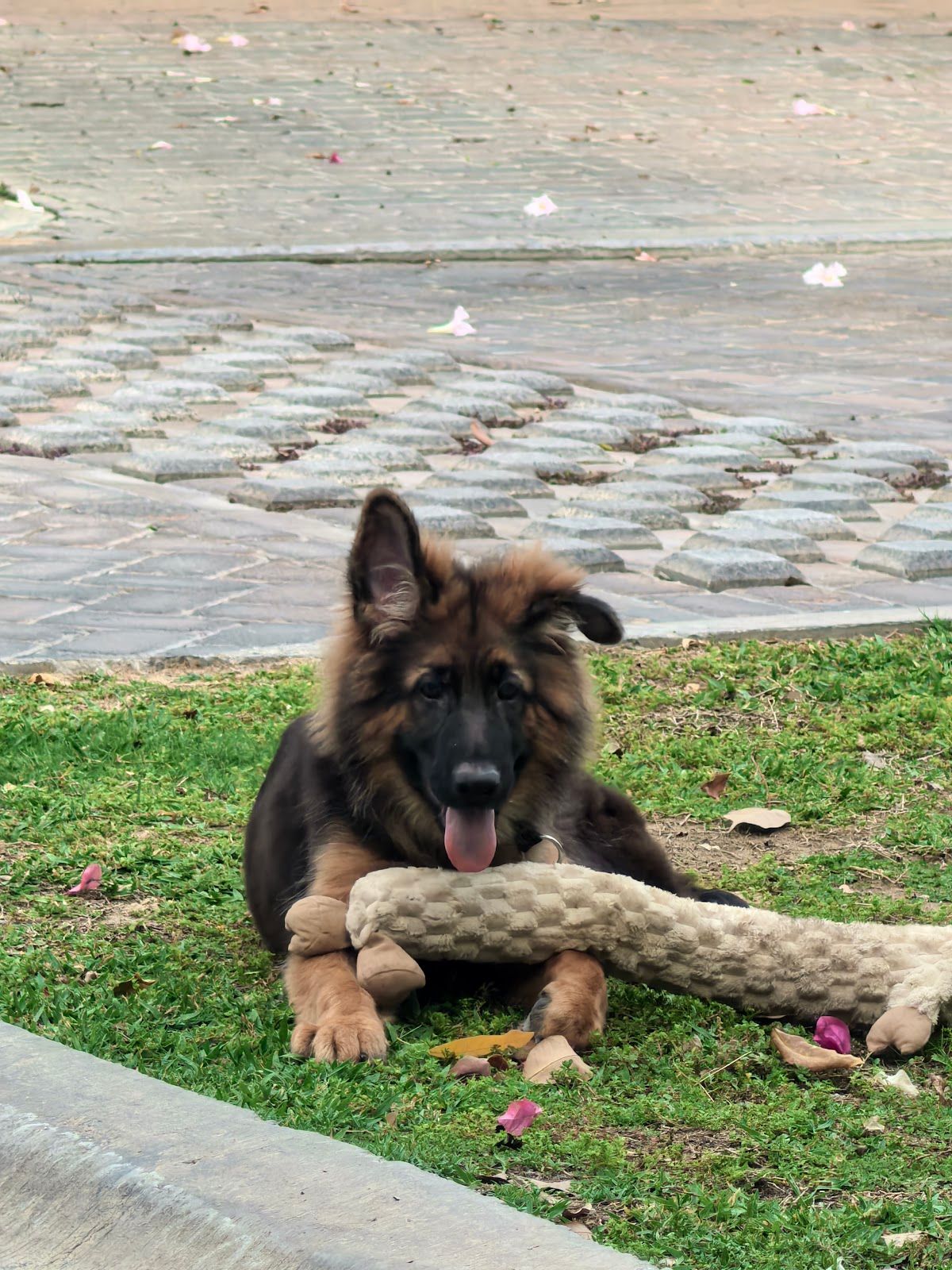 K9 with Naleen 2