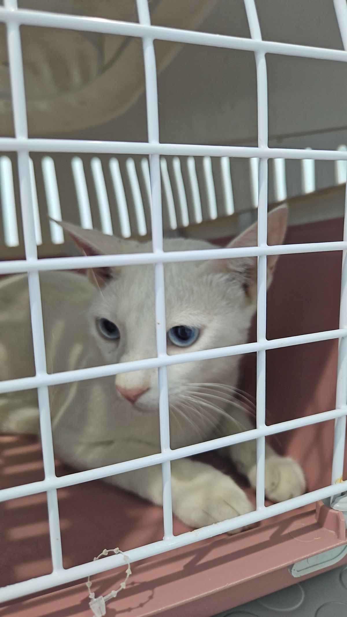 Synergy Veterinary Clinic 2