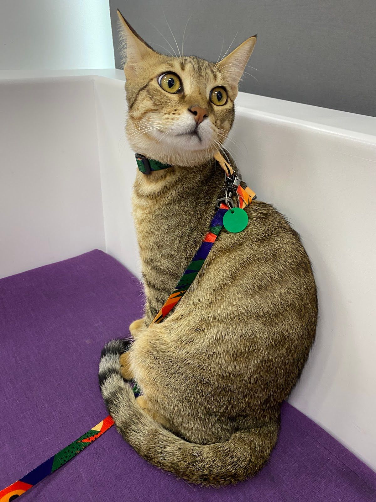 Karas Veterinary Clinic 4