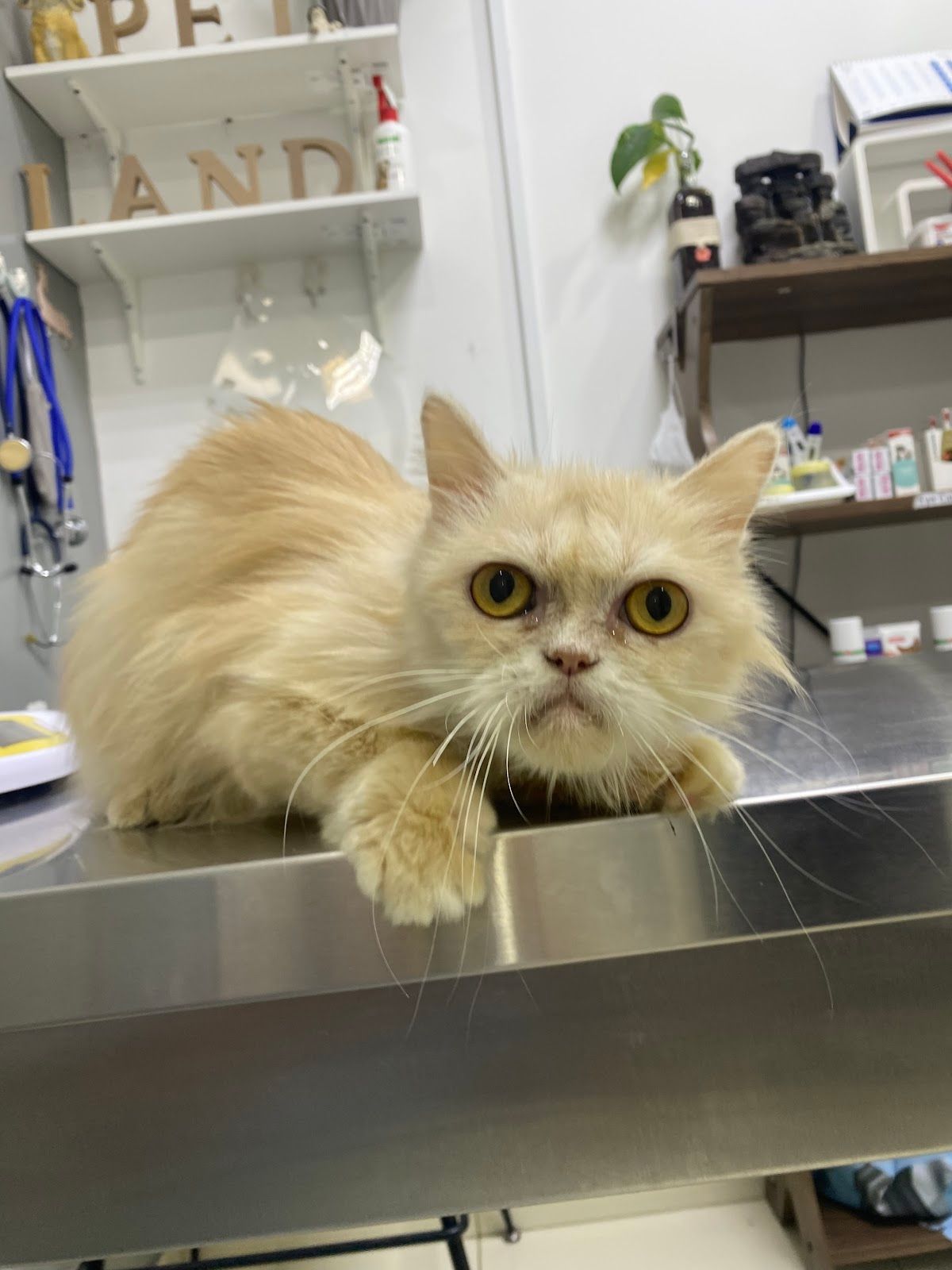 Pet Land Veterinary Clinic - Mirdif أفضل عيادة حيوانات أليفة بالقرب مني في مردف 4