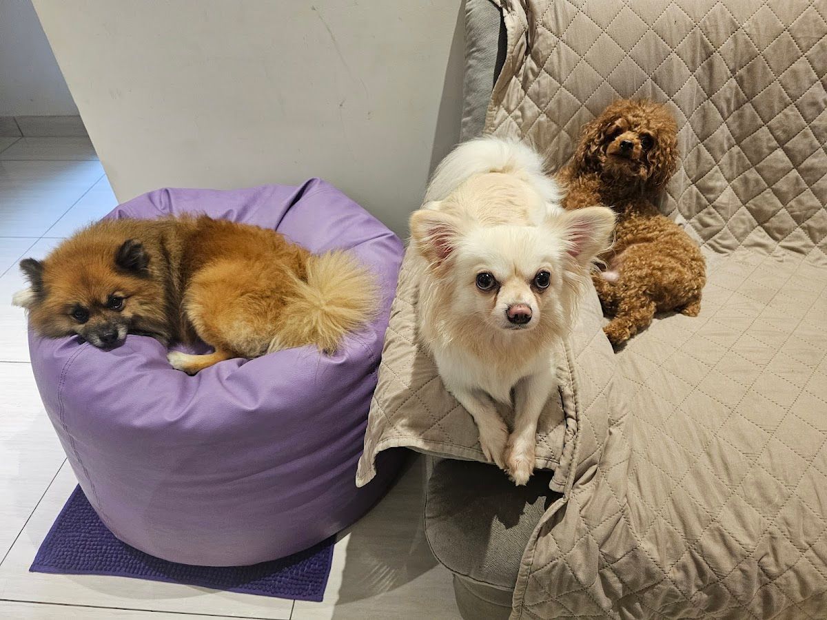 Cut On Car Pets Grooming LLC 3