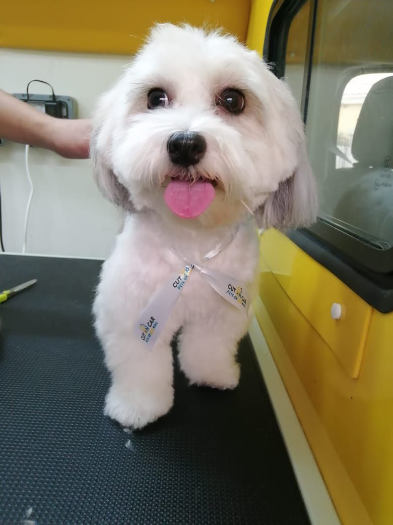 Cut On Car Pets Grooming LLC 5