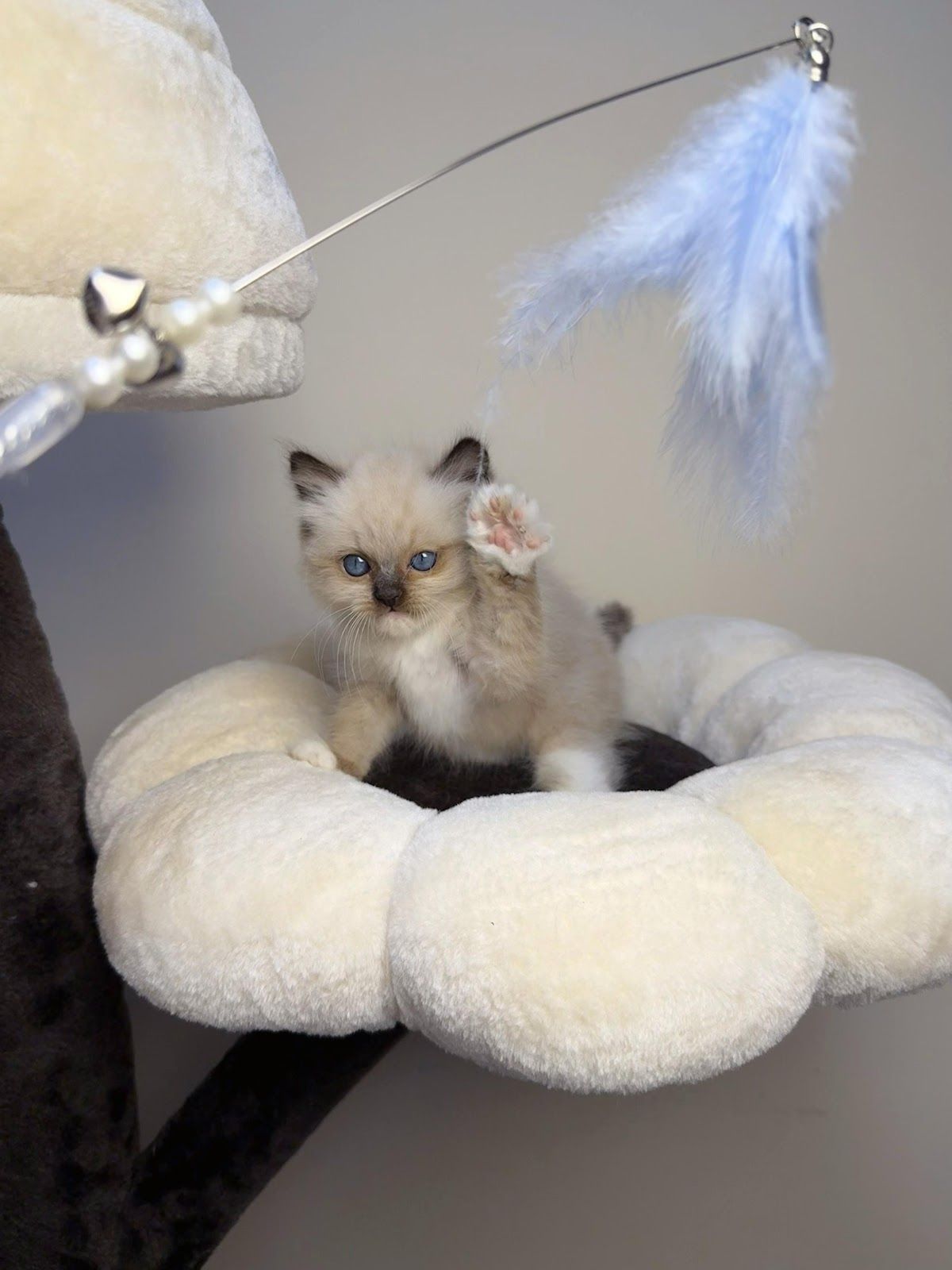 Pets Dreams Animal Trading LLC 3