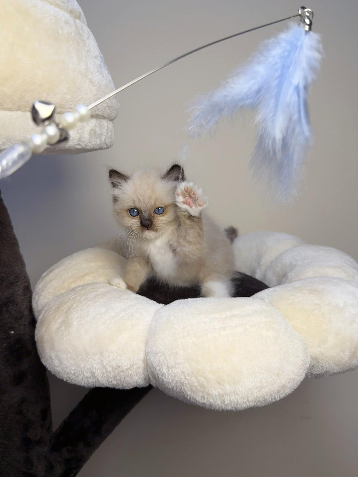 Pets Dreams Animal Trading LLC photo 3
