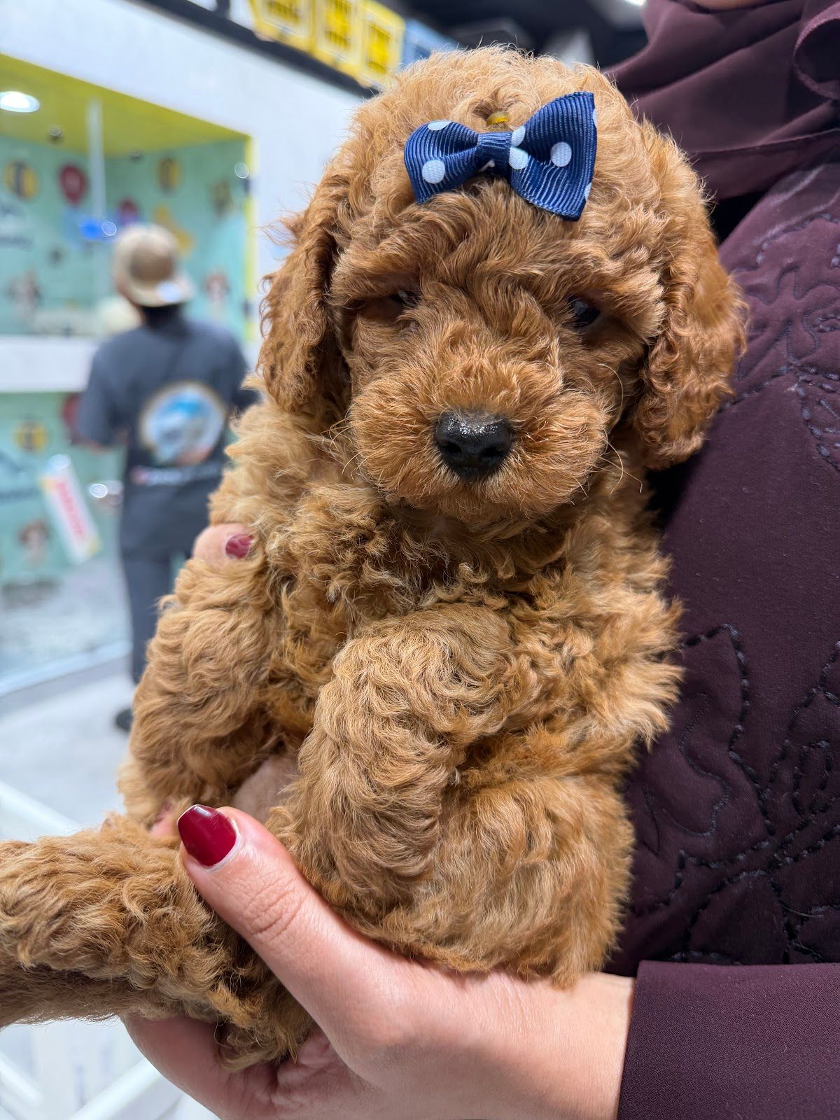Pets Dreams Animal Trading LLC 4