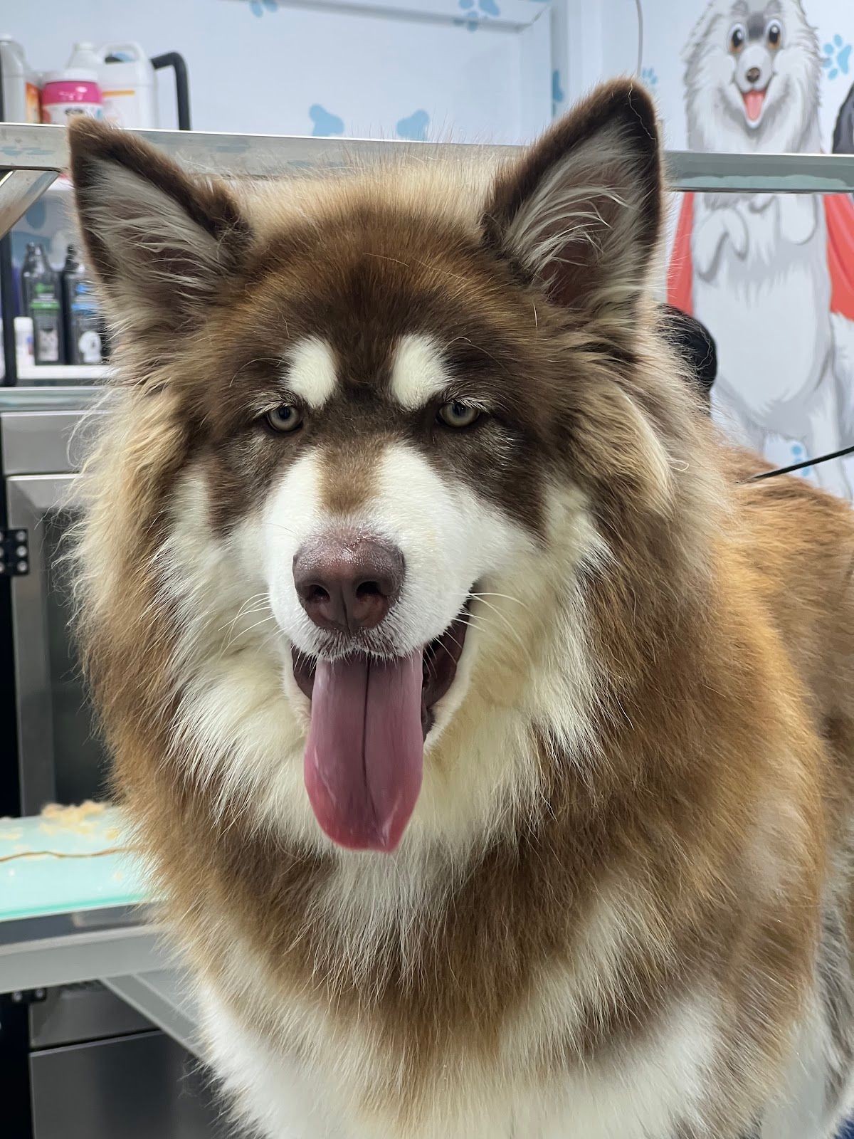 Pets Dreams Animal Trading LLC 5