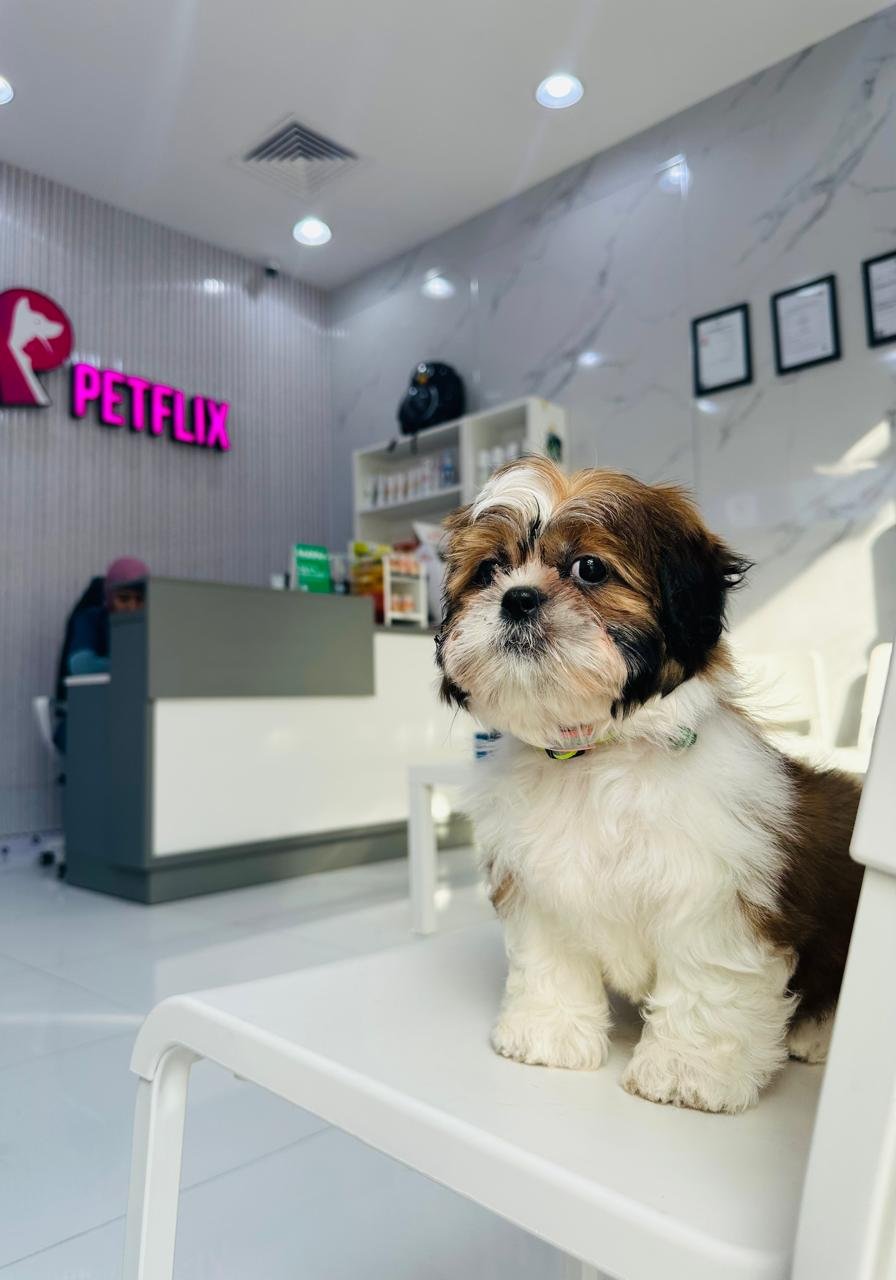 Petflix Vet Clinic