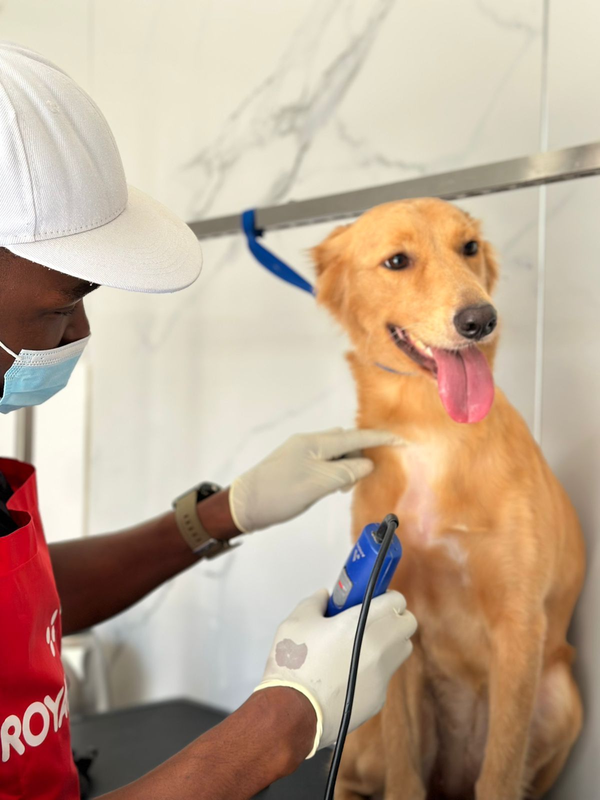 Petflix Vet Clinic 2