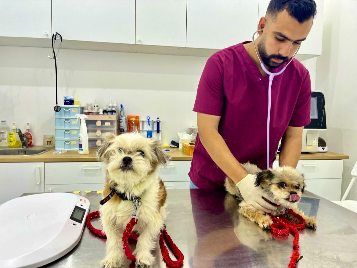 Petflix Vet Clinic 3