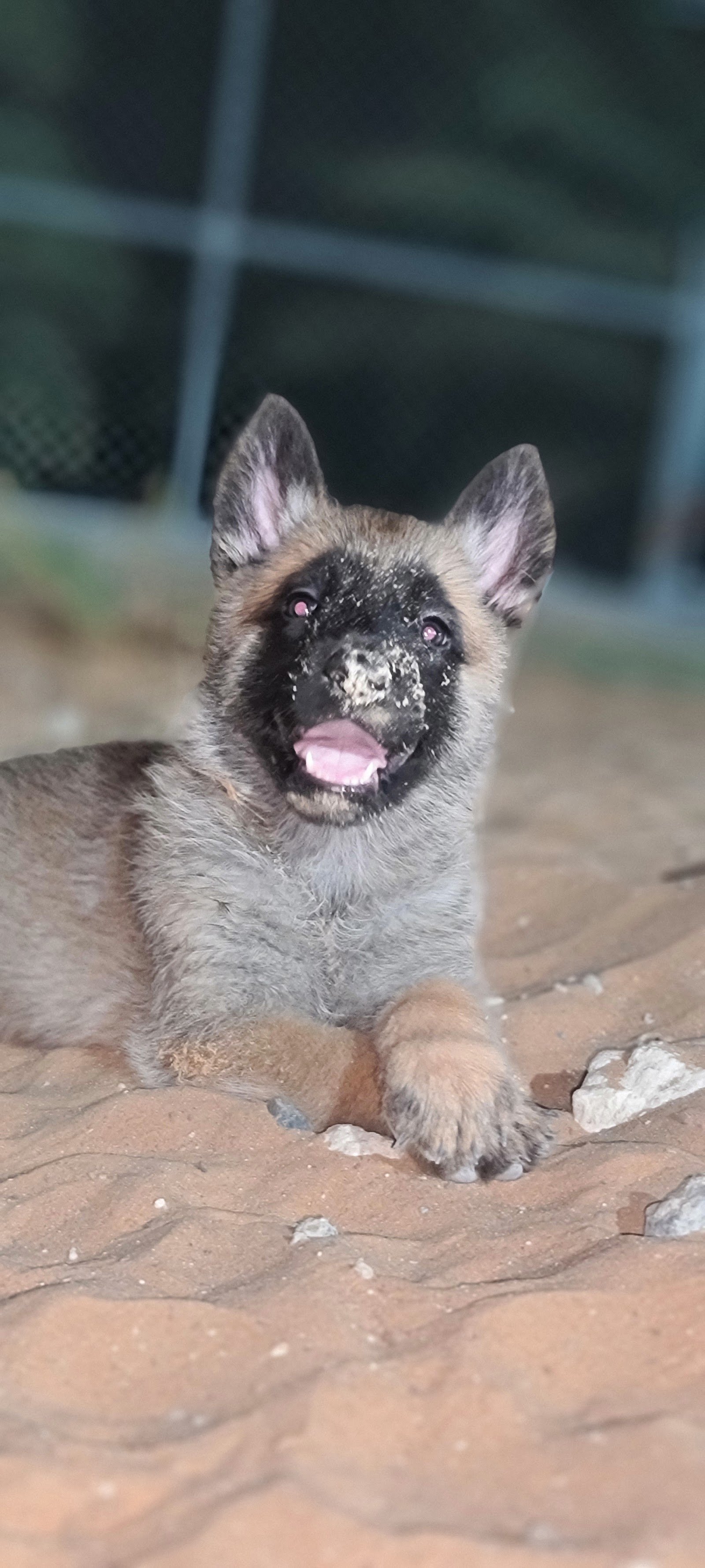ADK9 DogTrainer
