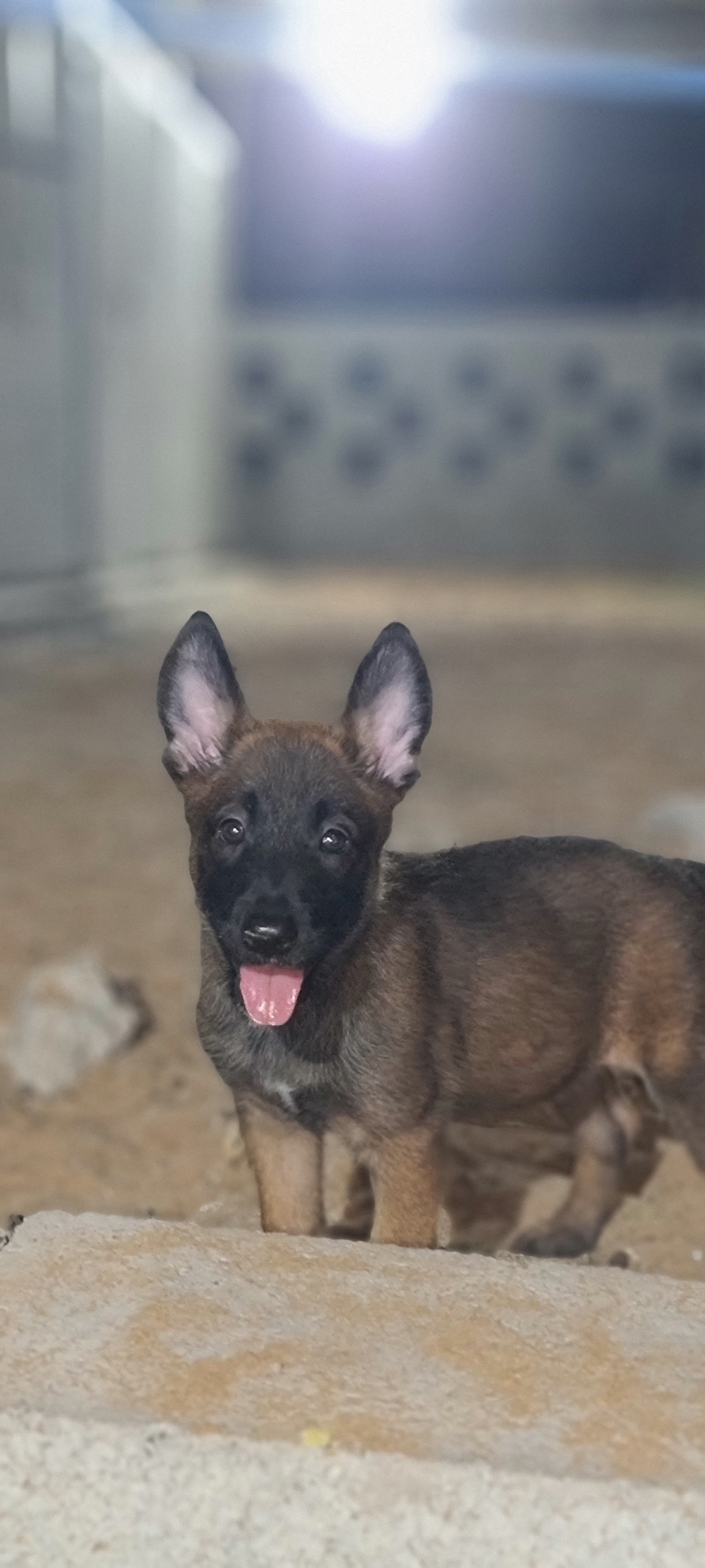ADK9 DogTrainer photo 2