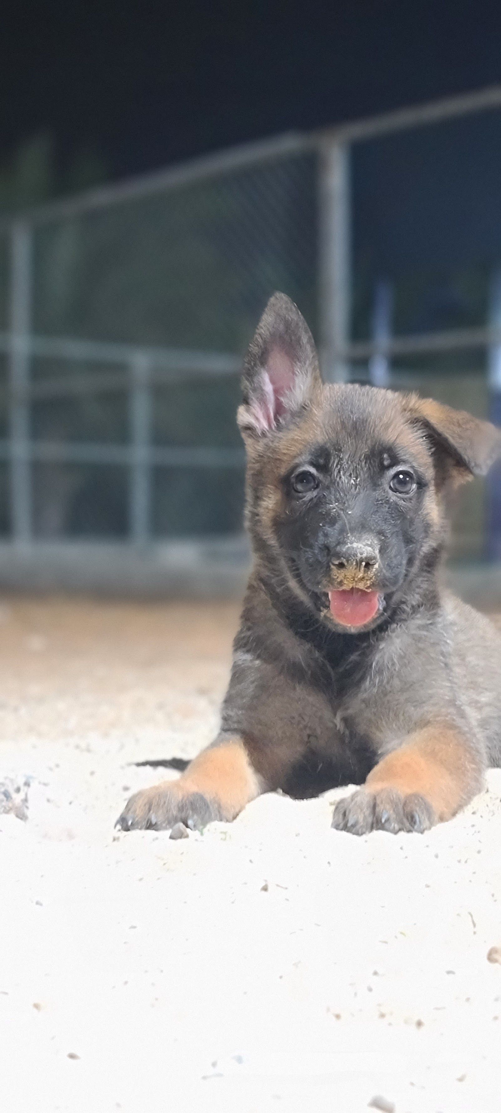 ADK9 DogTrainer 3