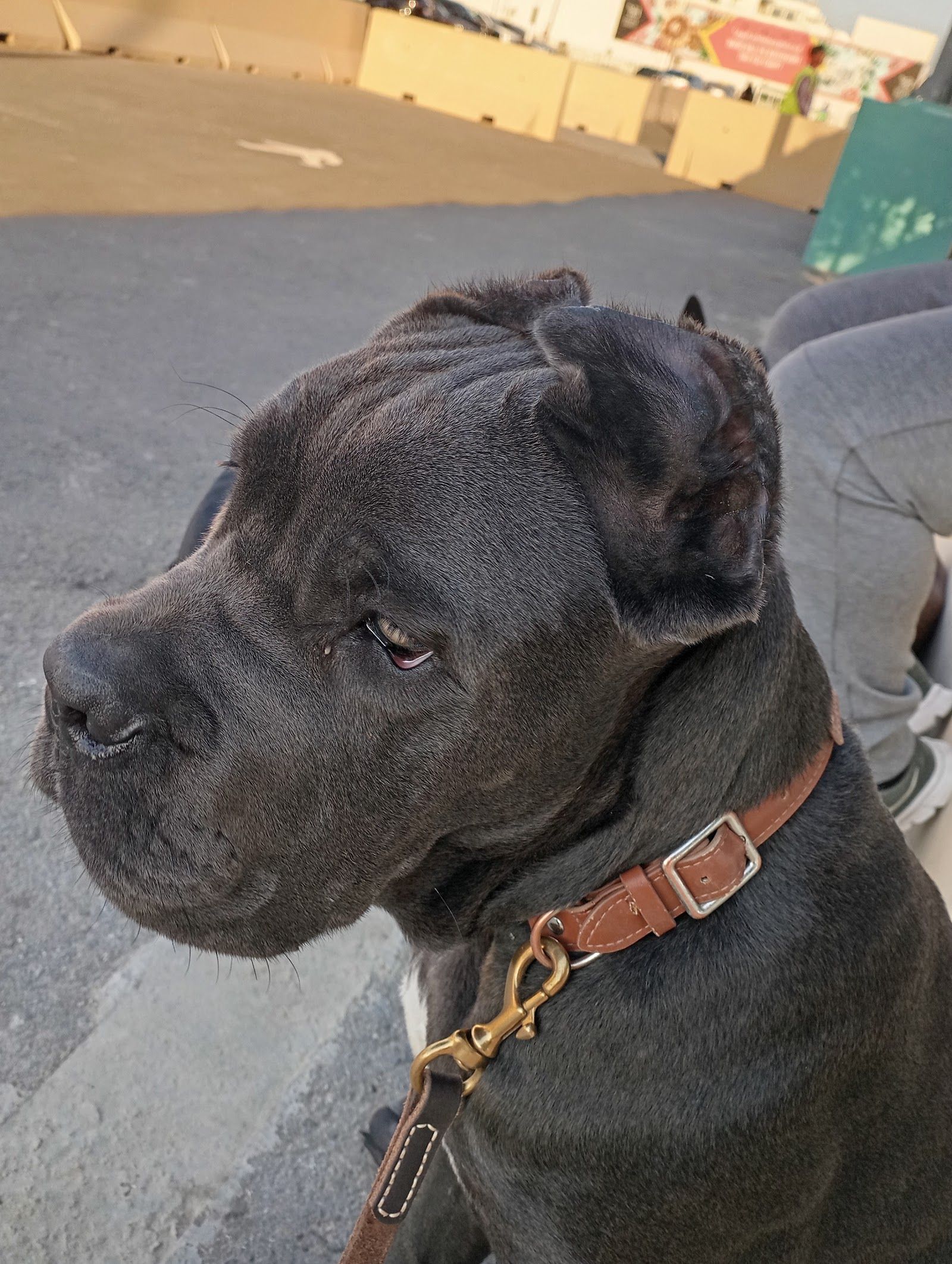 ADK9 DogTrainer 4
