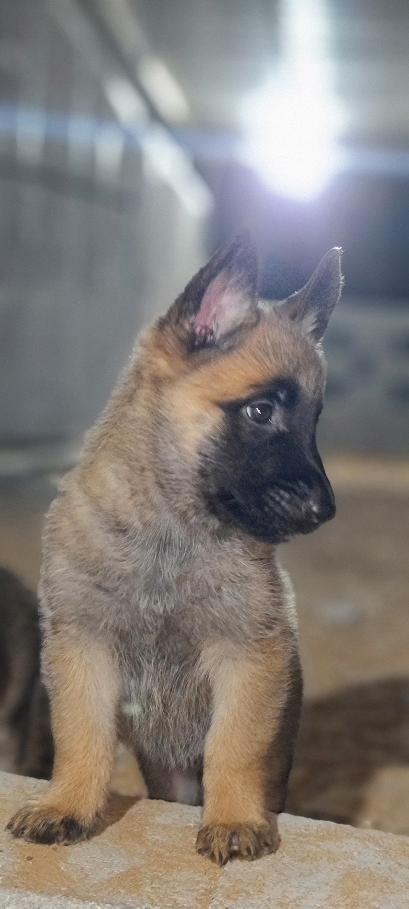 ADK9 DogTrainer photo 5