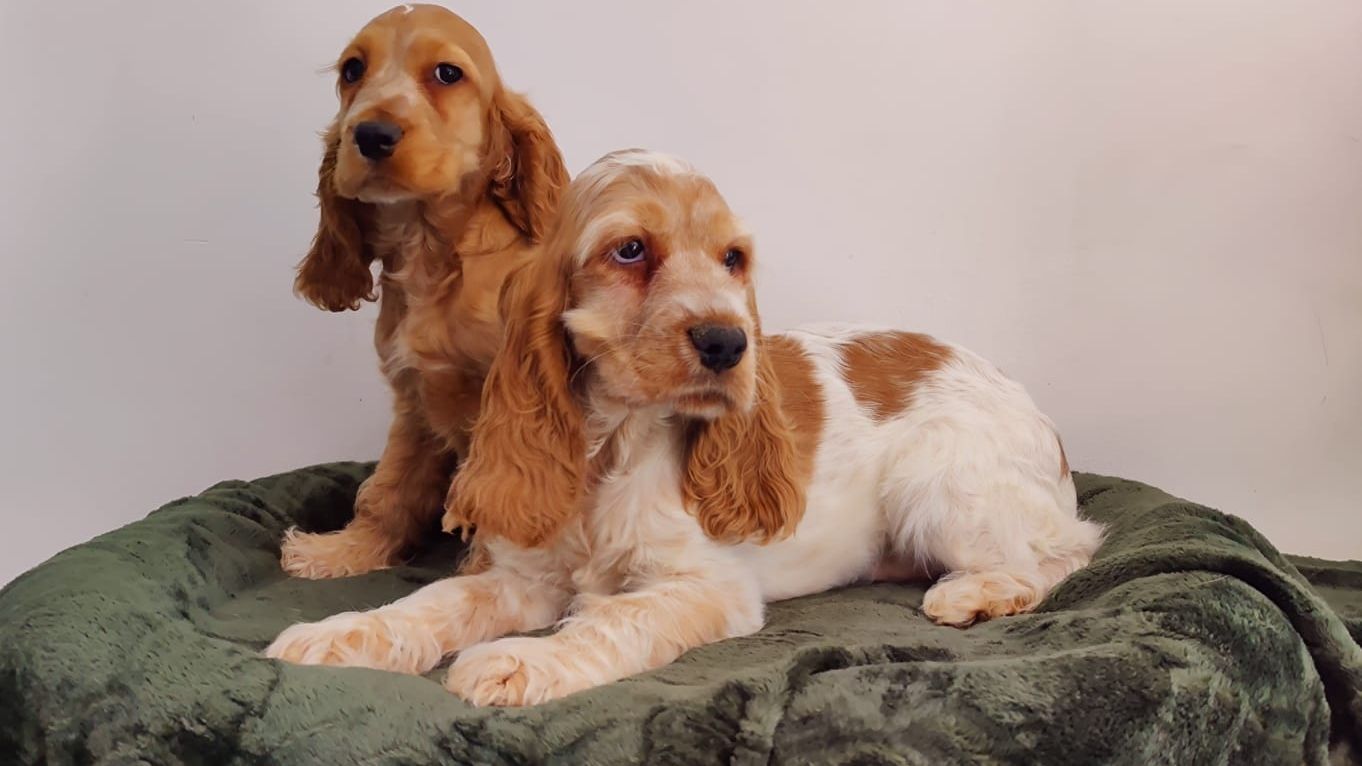 Puppies in Dubai 2