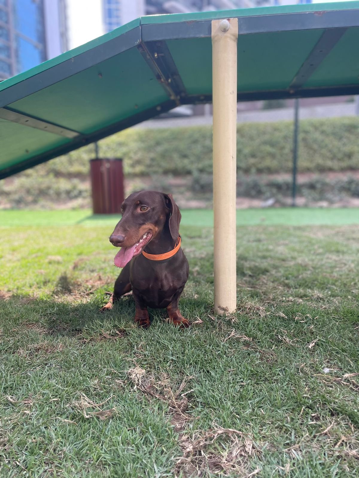 Ruff UAE