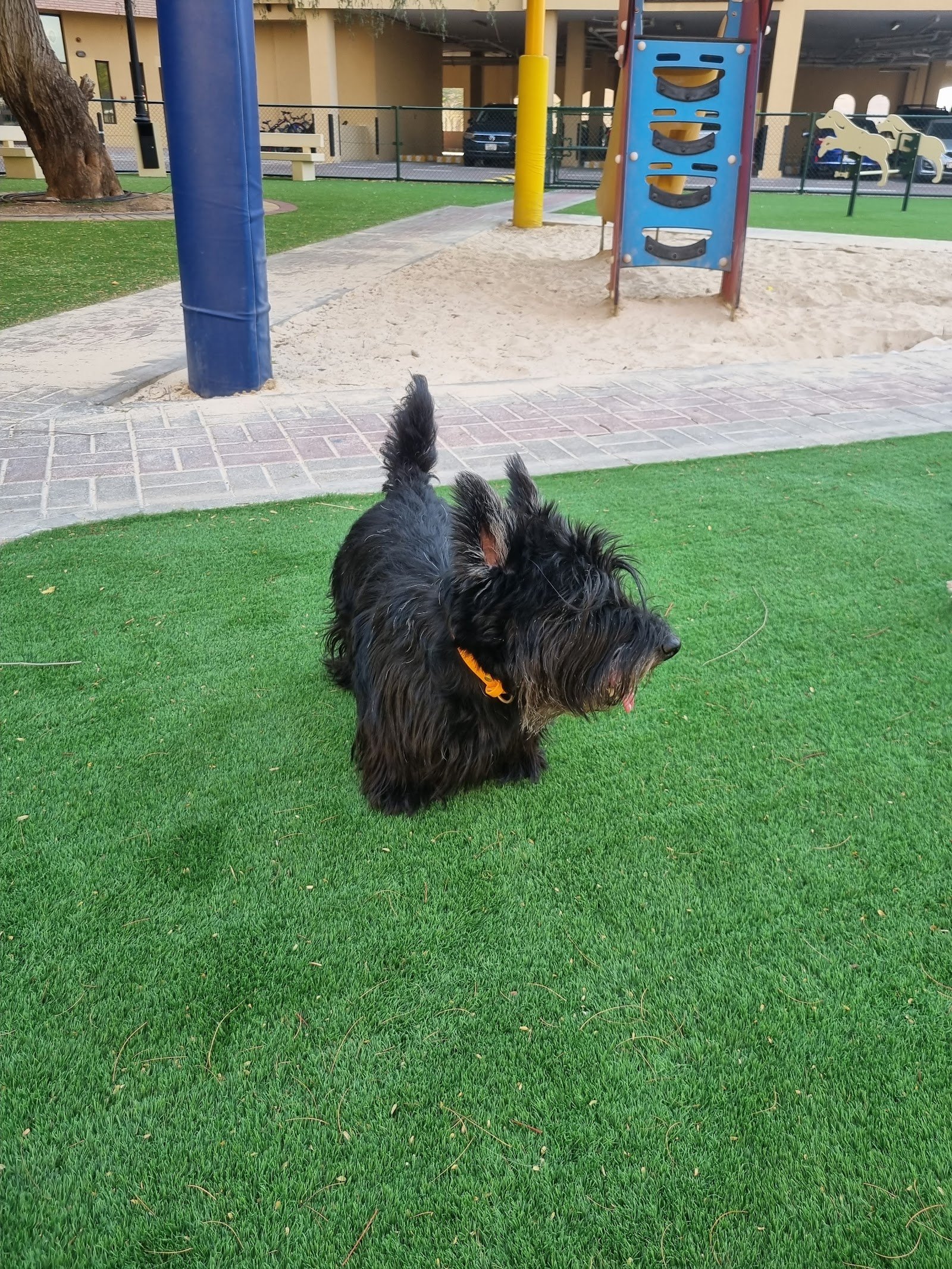 Ruff UAE photo 4