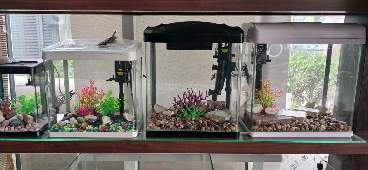 Canary land Pet Shop 3
