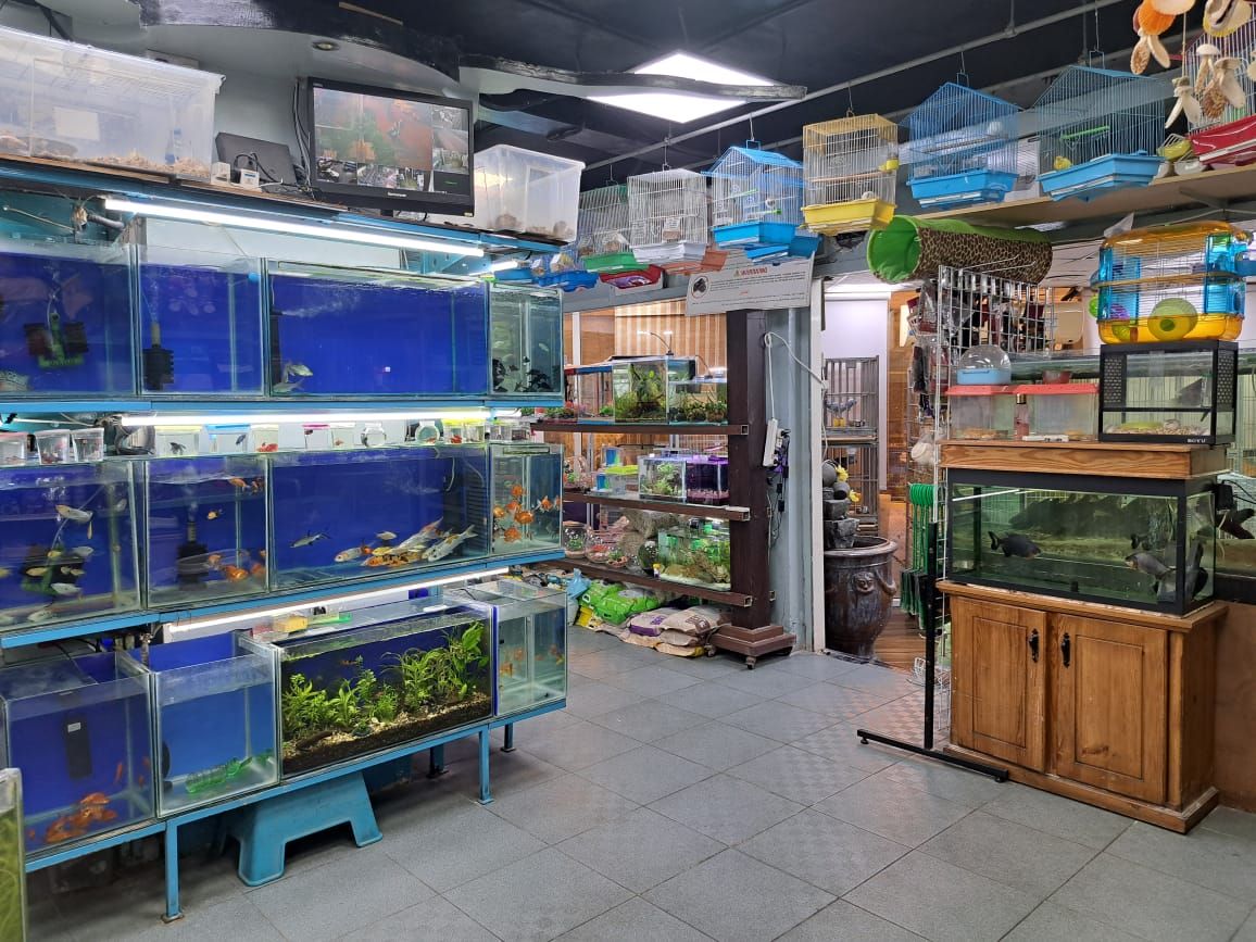 Canary land Pet Shop 5