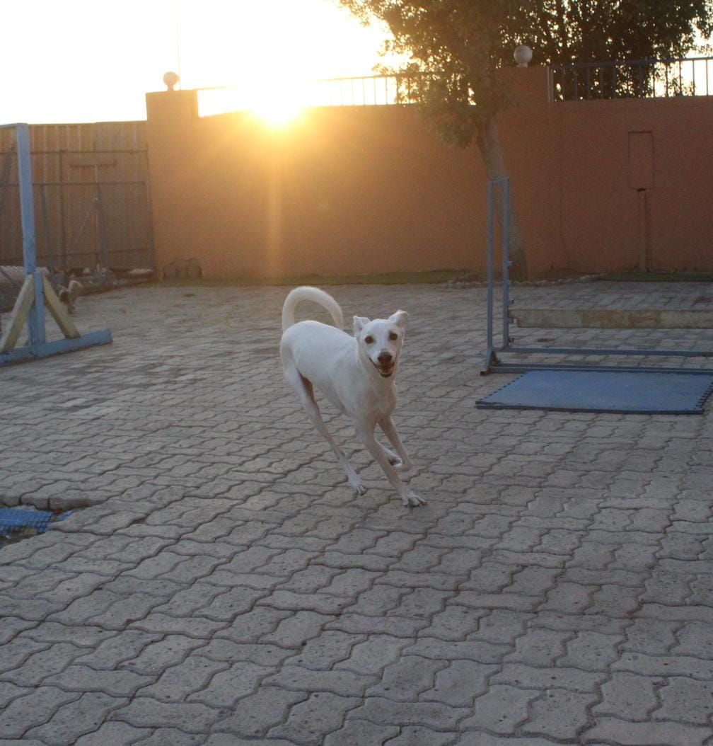 العيادة البيطرية الامريكية AVC Kennels and Pet Accommodation 2