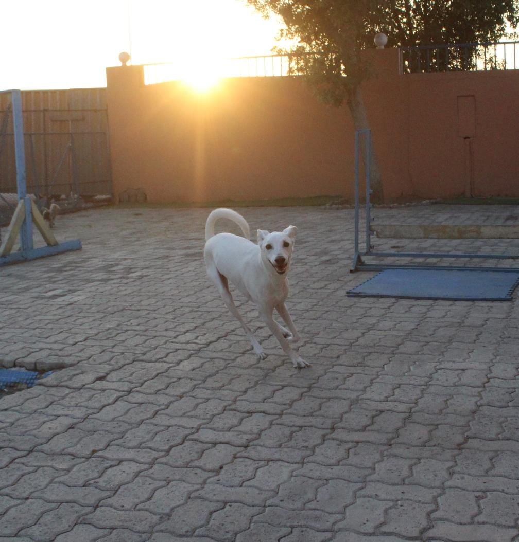 العيادة البيطرية الامريكية AVC Kennels and Pet Accommodation photo 2