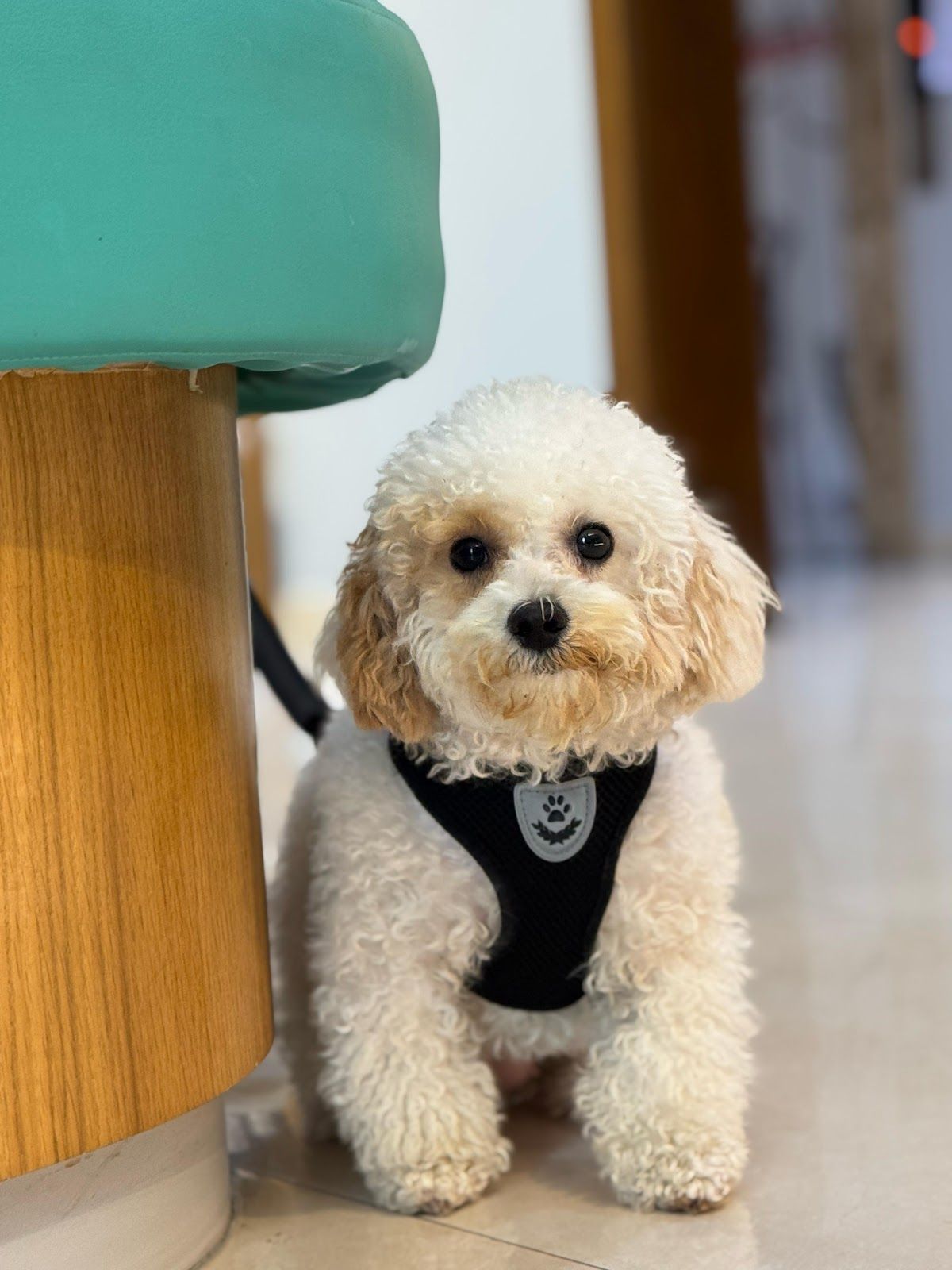 Pet First Veterinary Clinic 3
