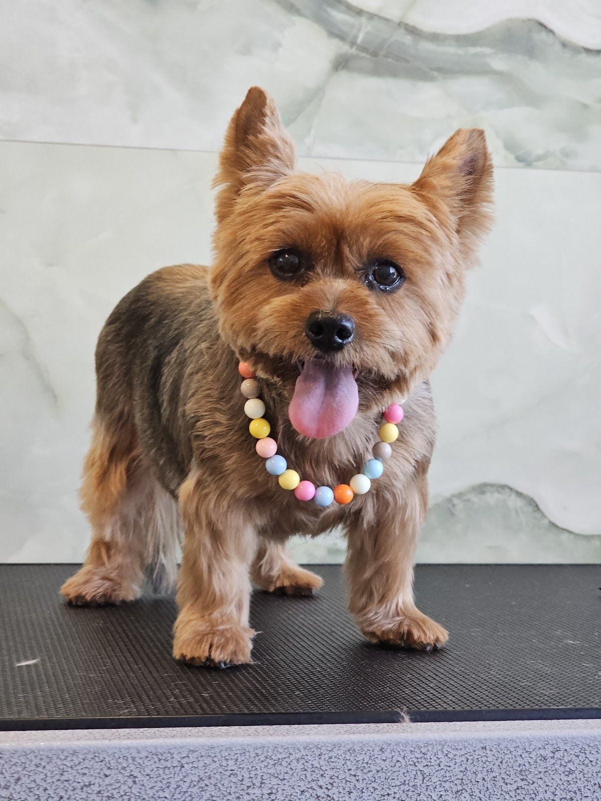 Pet First Veterinary Clinic 5