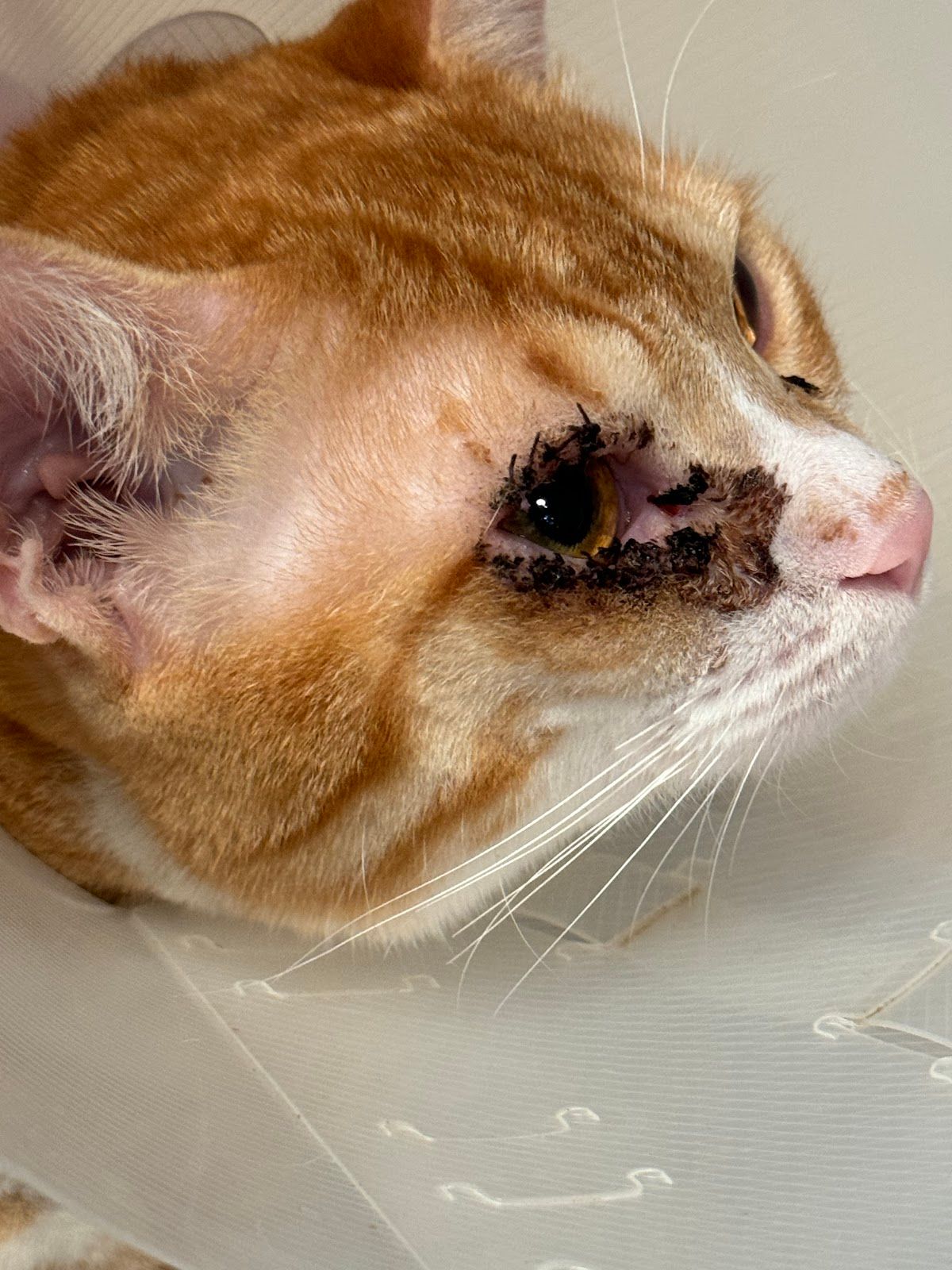 Royal Pets Veterinary Clinic 2