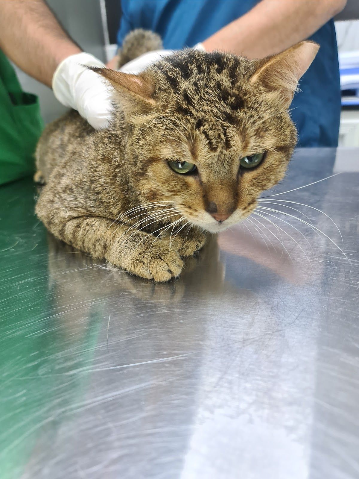 Royal Pets Veterinary Clinic 5