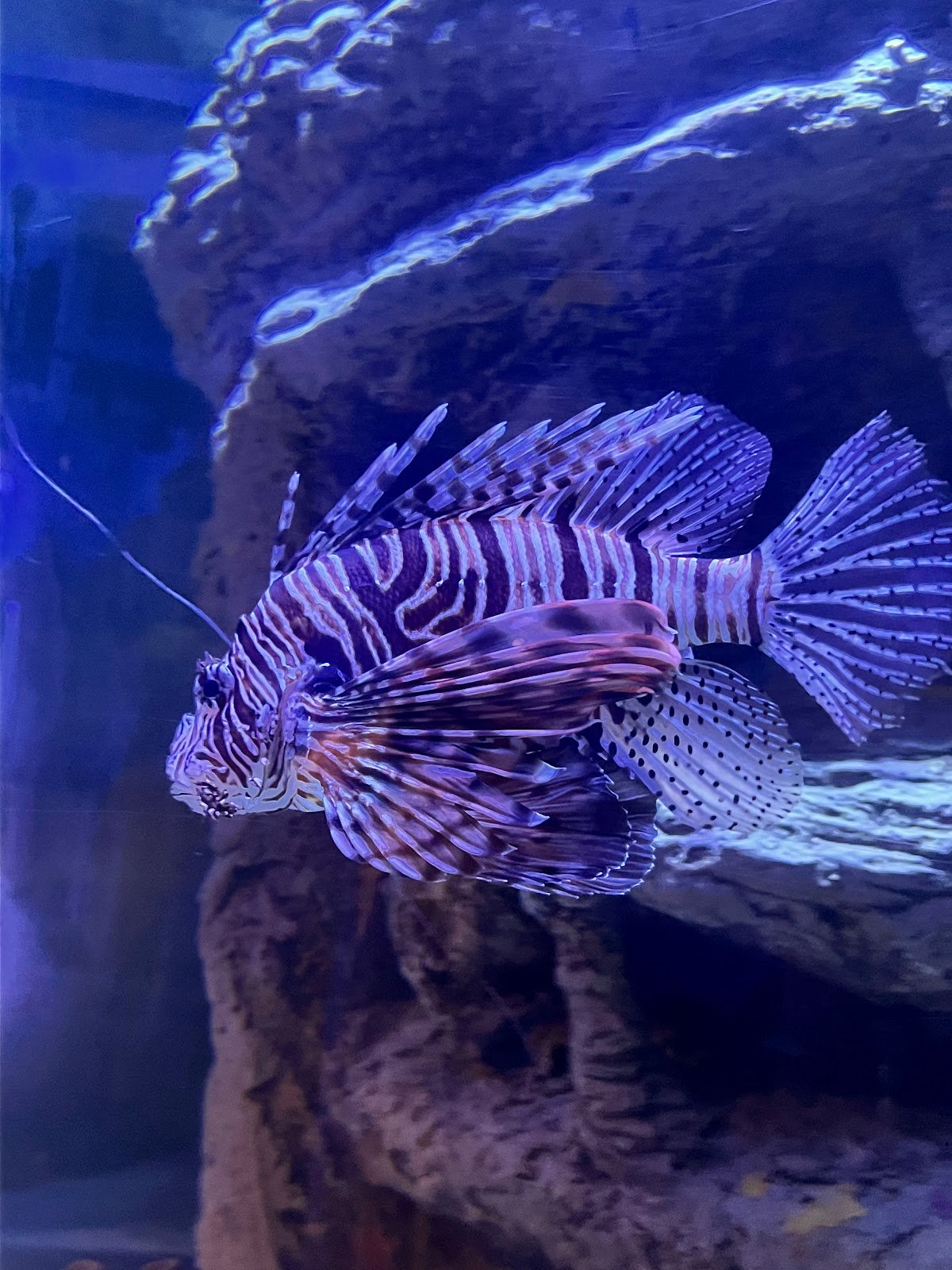 Red Star Aquarium photo 2