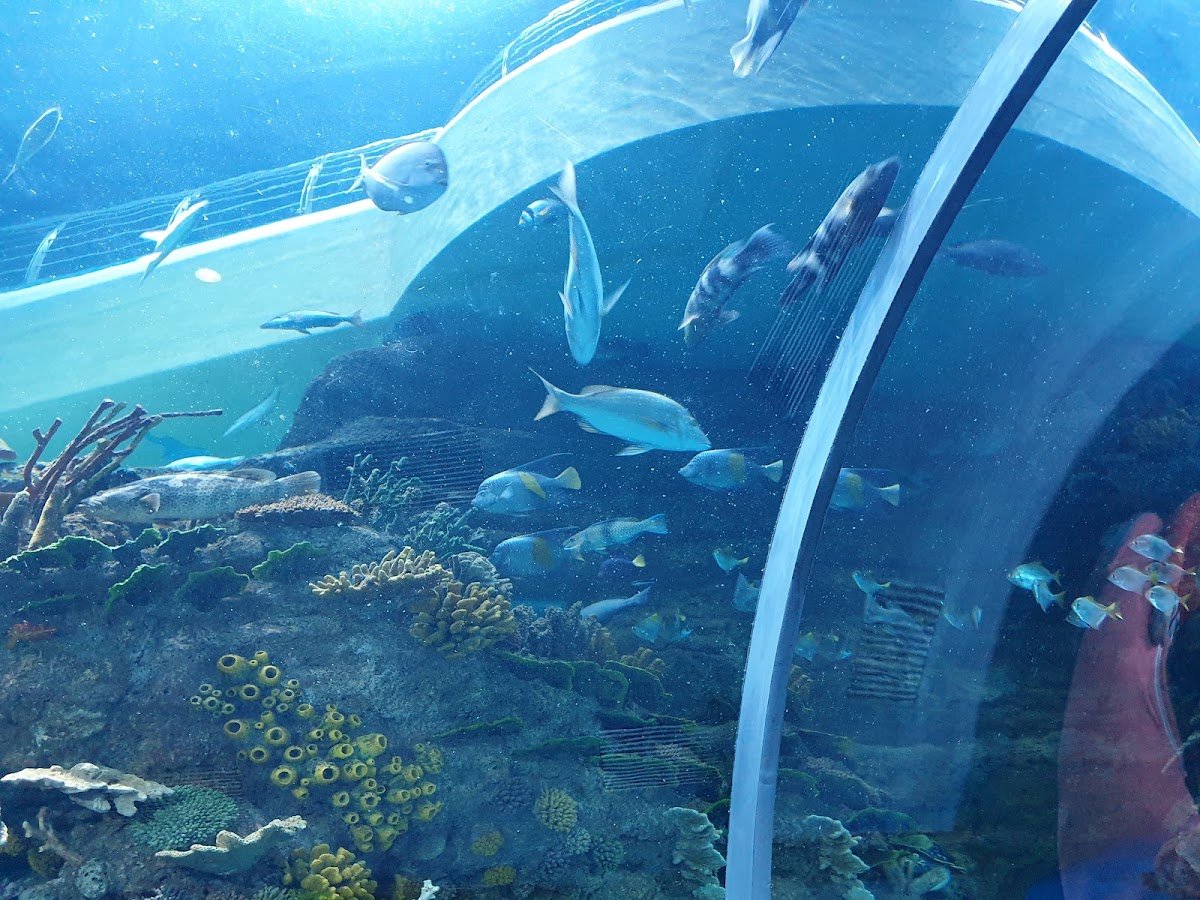 Red Star Aquarium photo 3