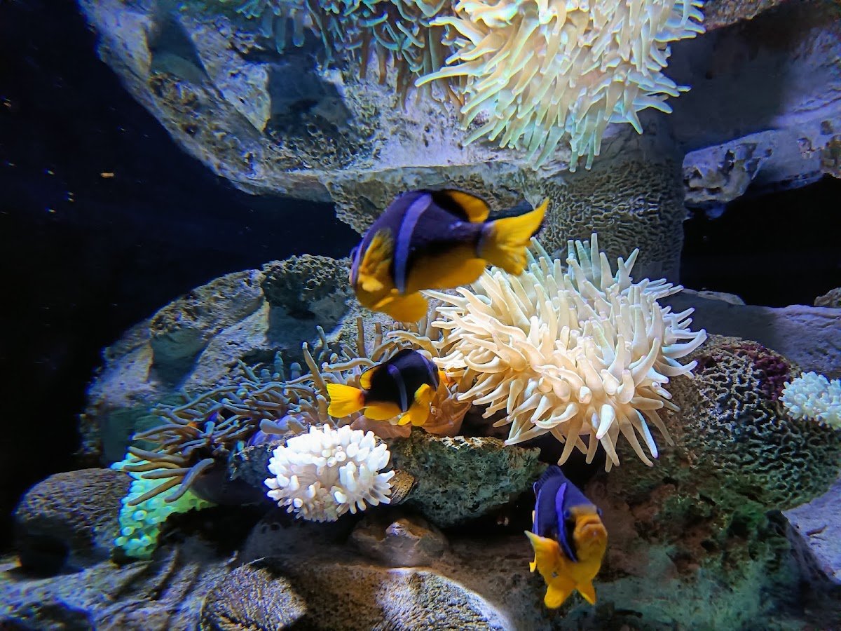 Red Star Aquarium photo 4