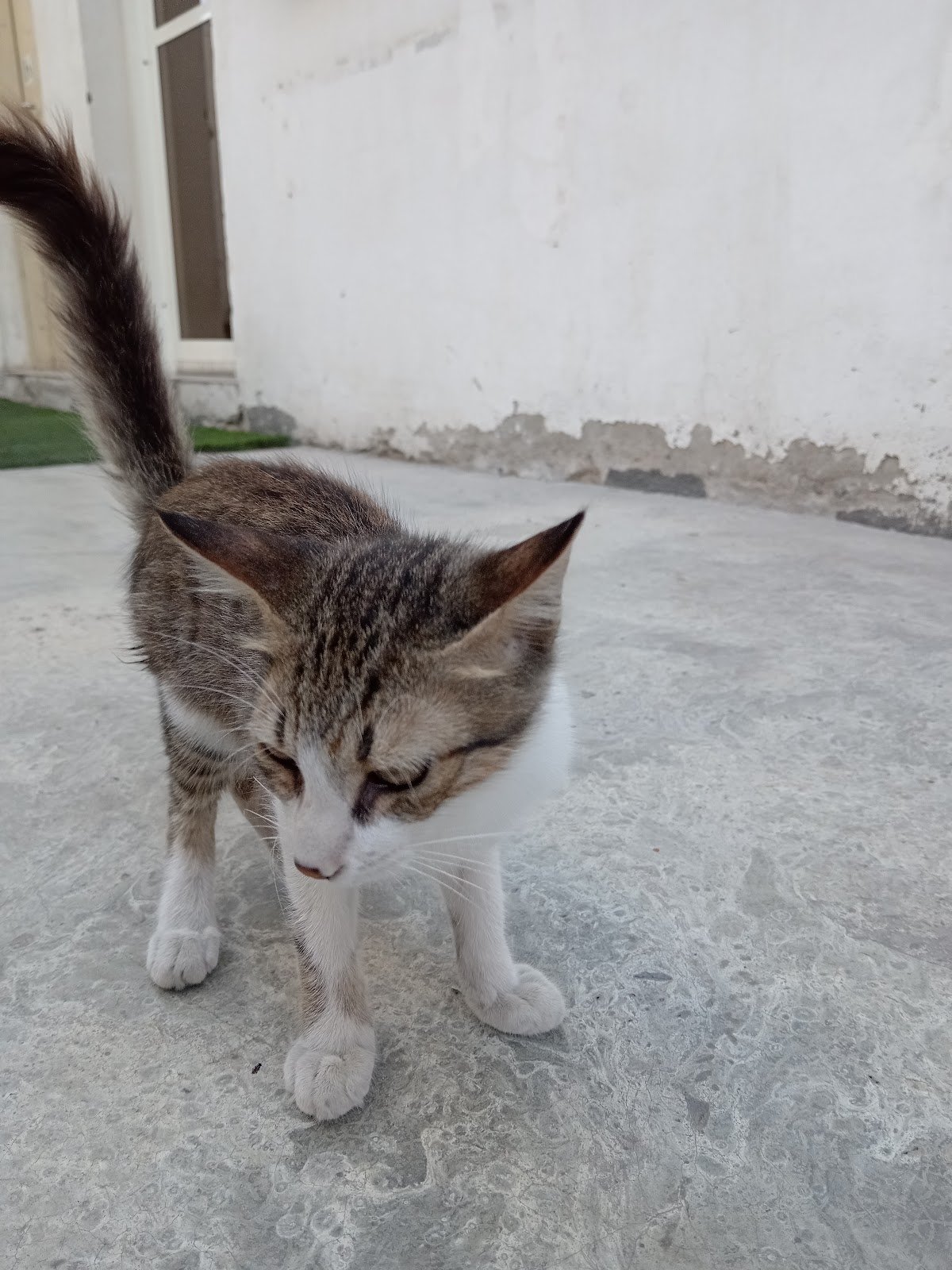Sharjah Cat & Dog Shelter (SCADS) photo 2