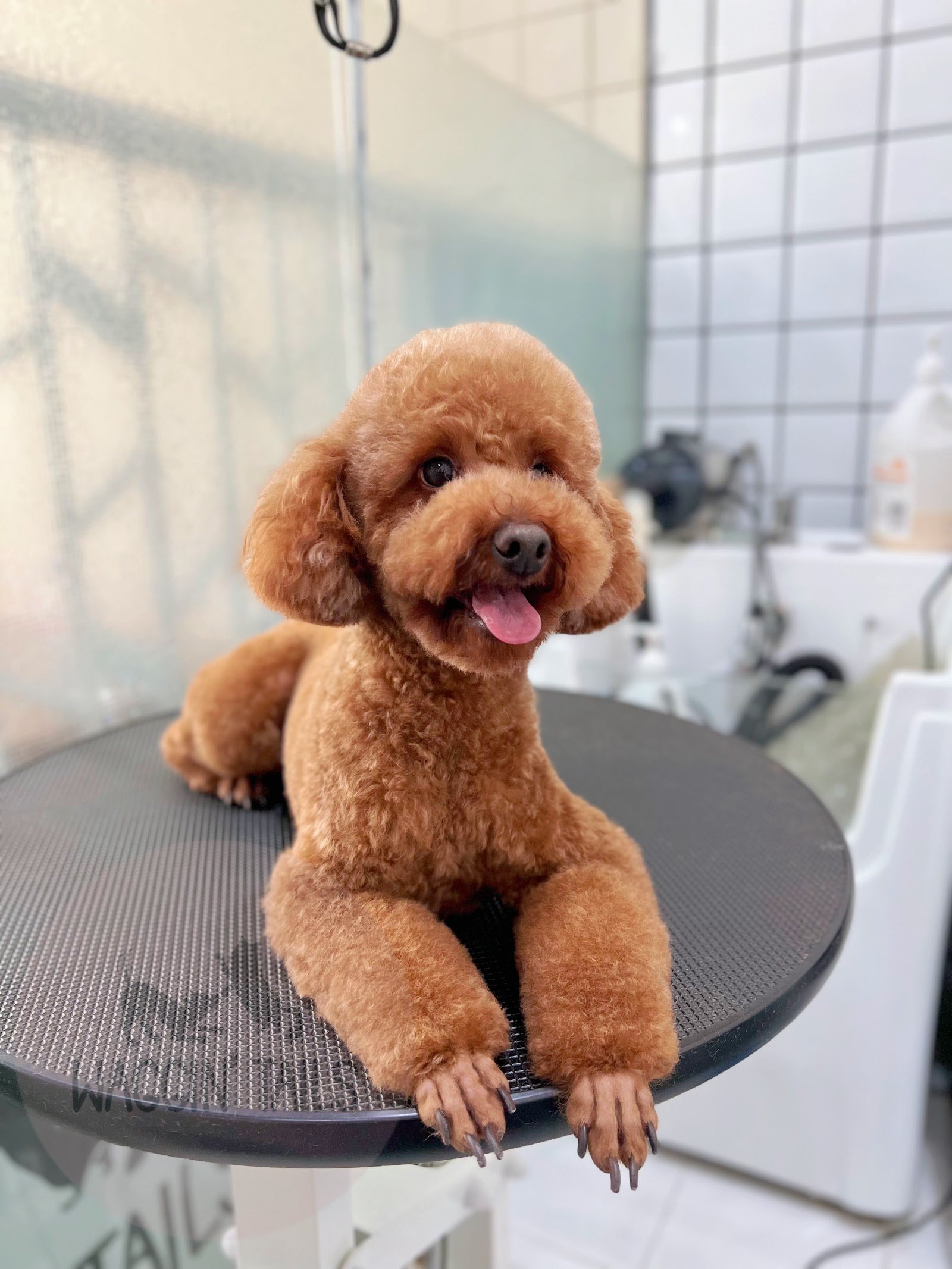 Waggin Tails Pets Care photo 3