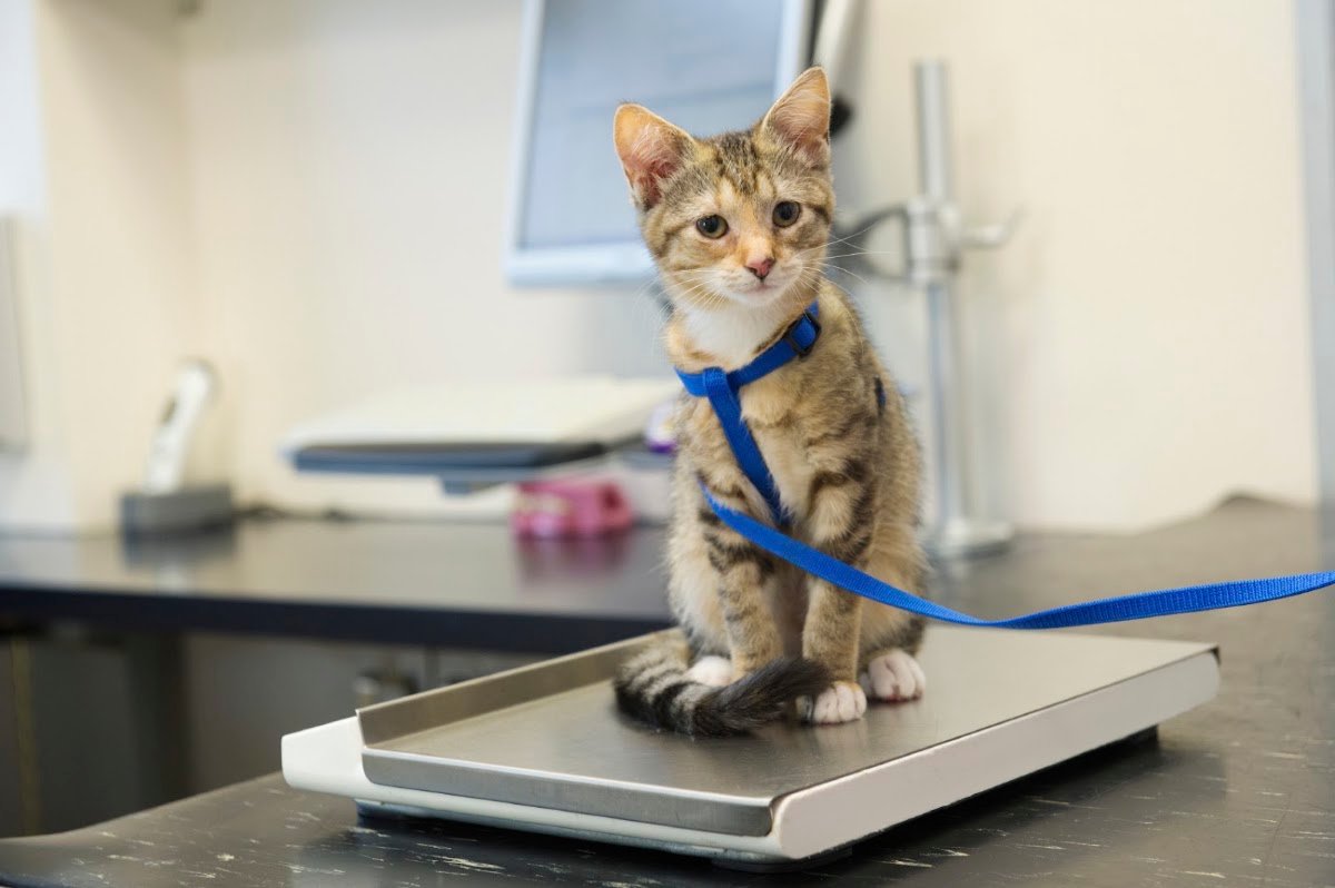 Dr.vet Animal hospital photo 3