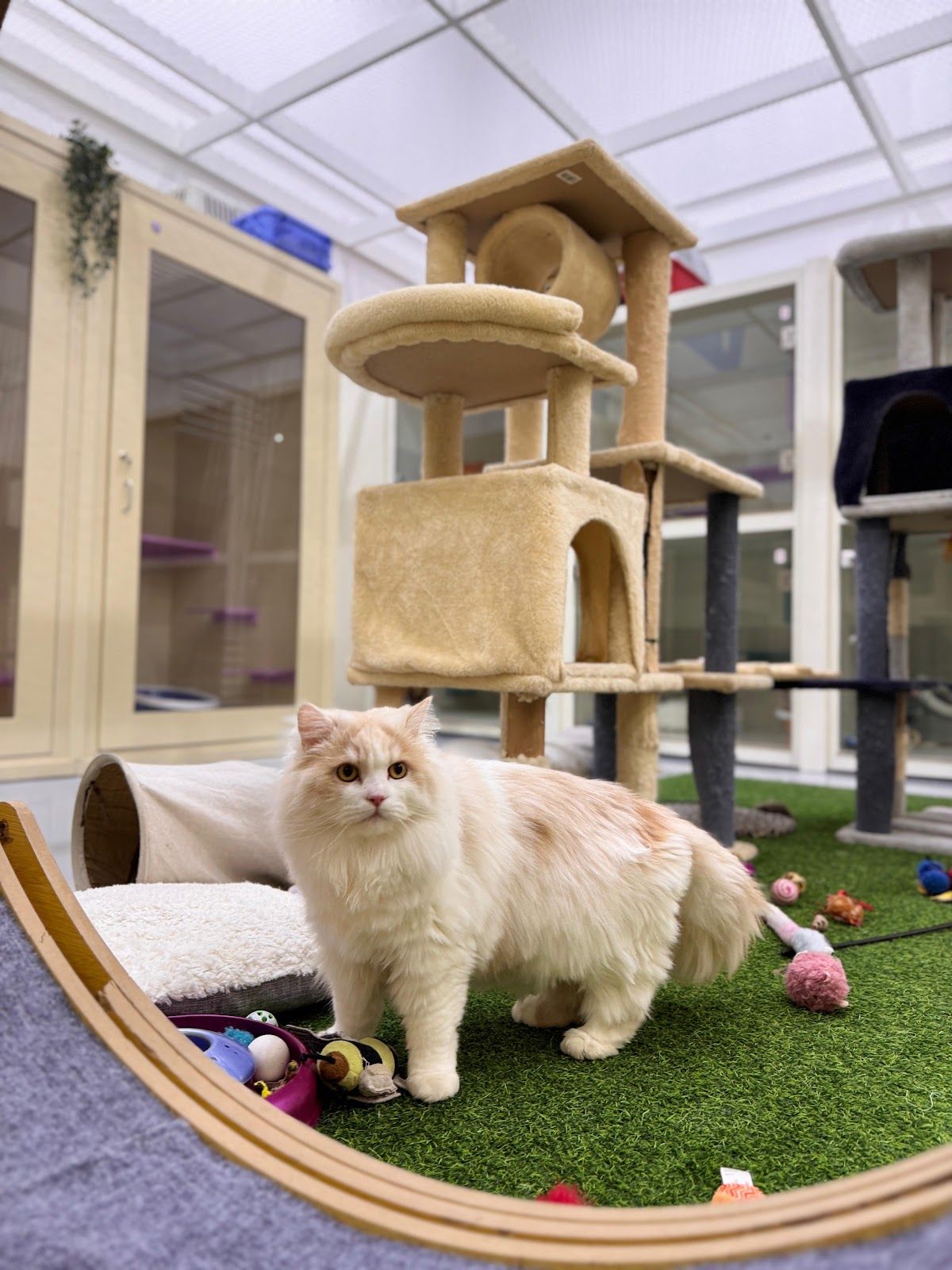 PetHaus Pet Hotel I Cat Boarding & Retail Store 2