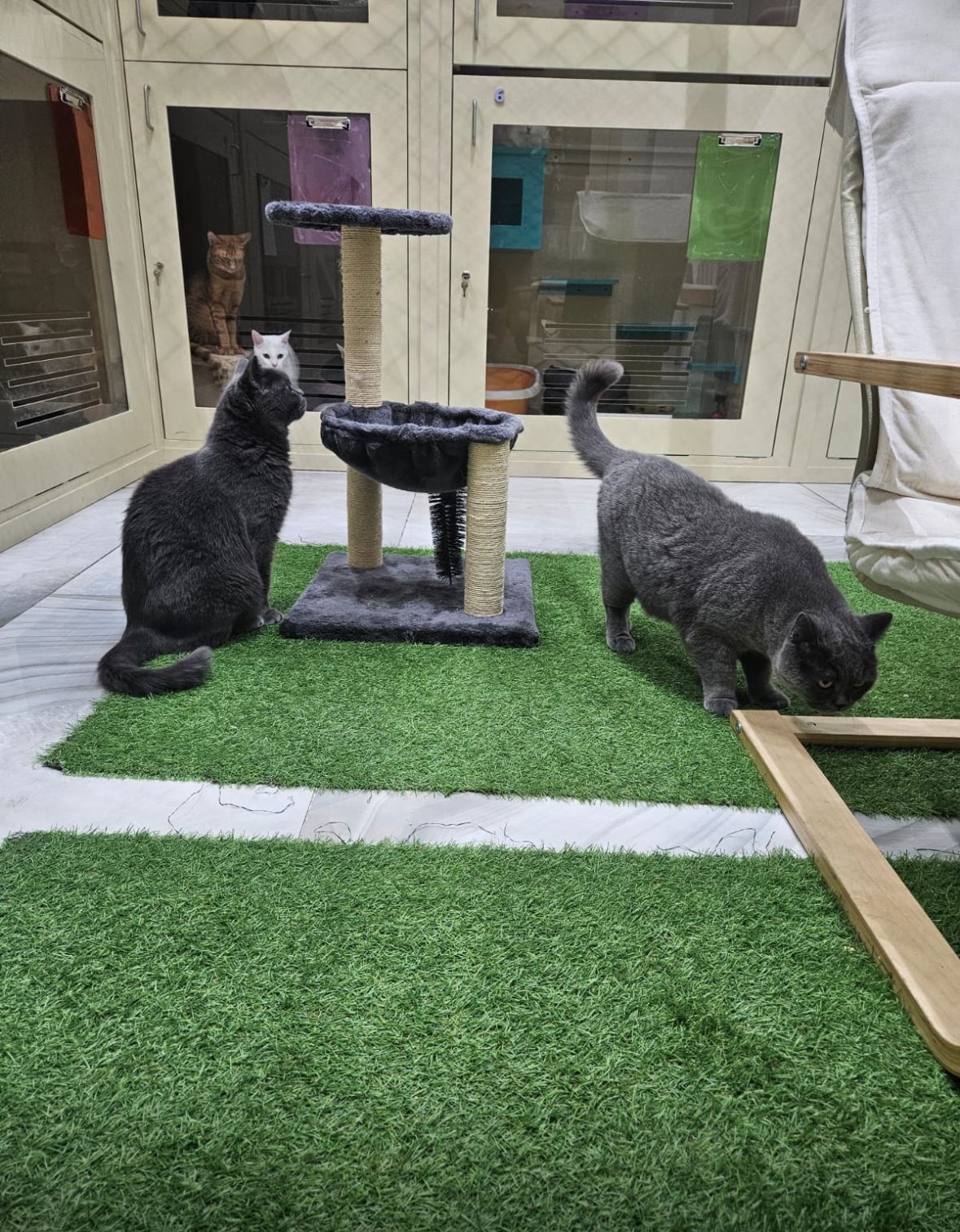PetHaus Pet Hotel I Cat Boarding & Retail Store 4
