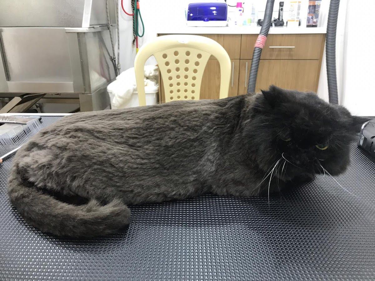 Pets Health Veterinary Clinic 4